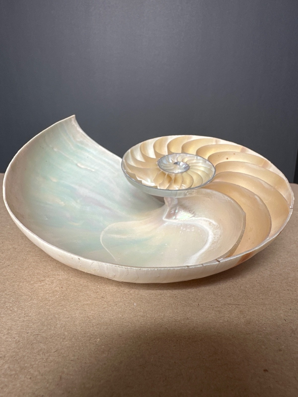 Nautilus Chambered Half Sliced SeaShell 7 1/2” at widest part