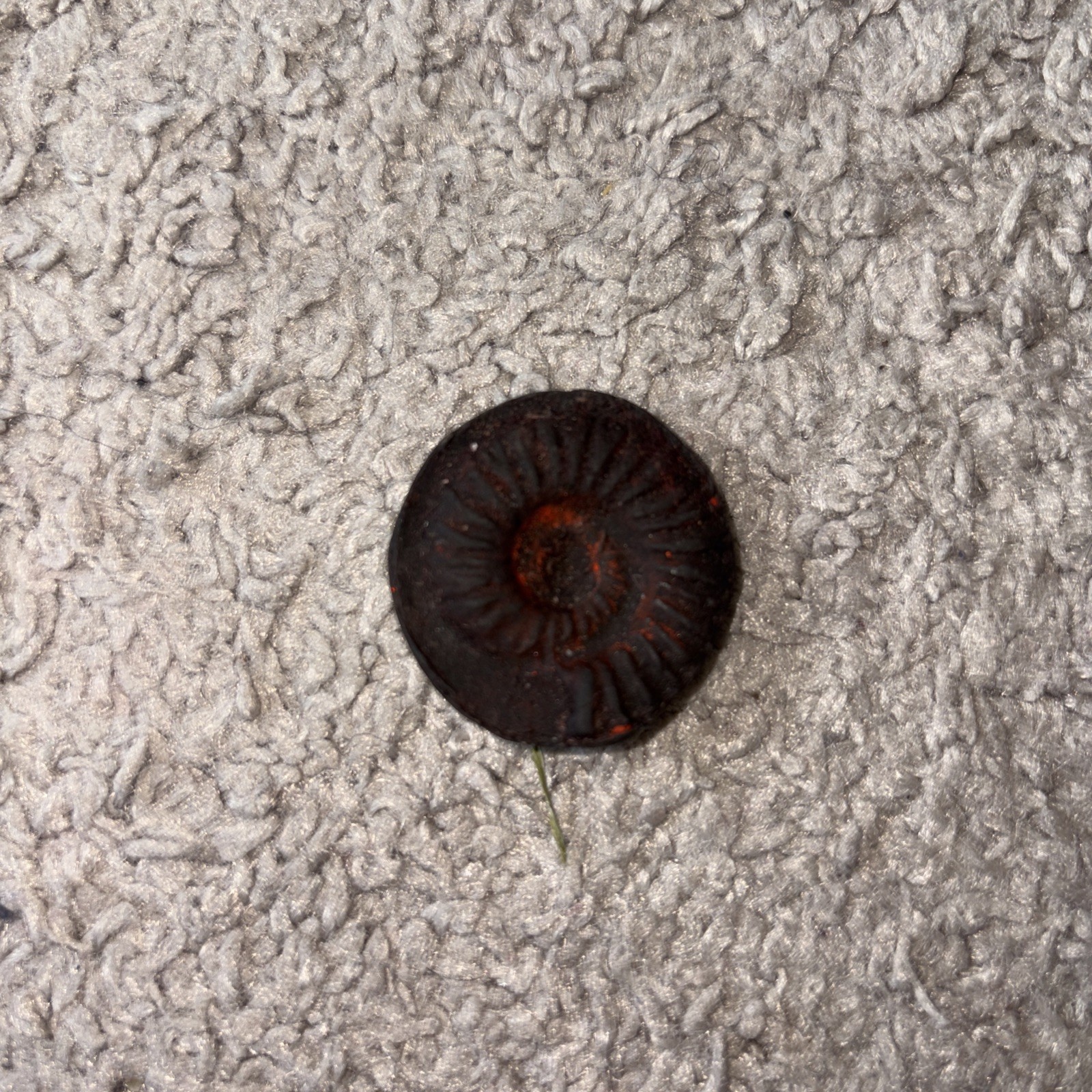 shaligram stone Natural Origi