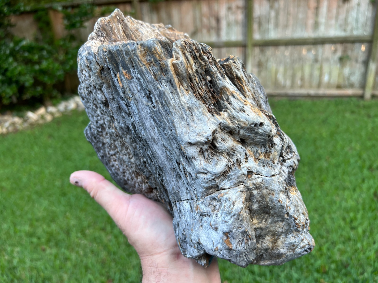 Texas Petrified Fossil Wood Large 12x7x6 Free Standing Agatized Rotted Log Piece