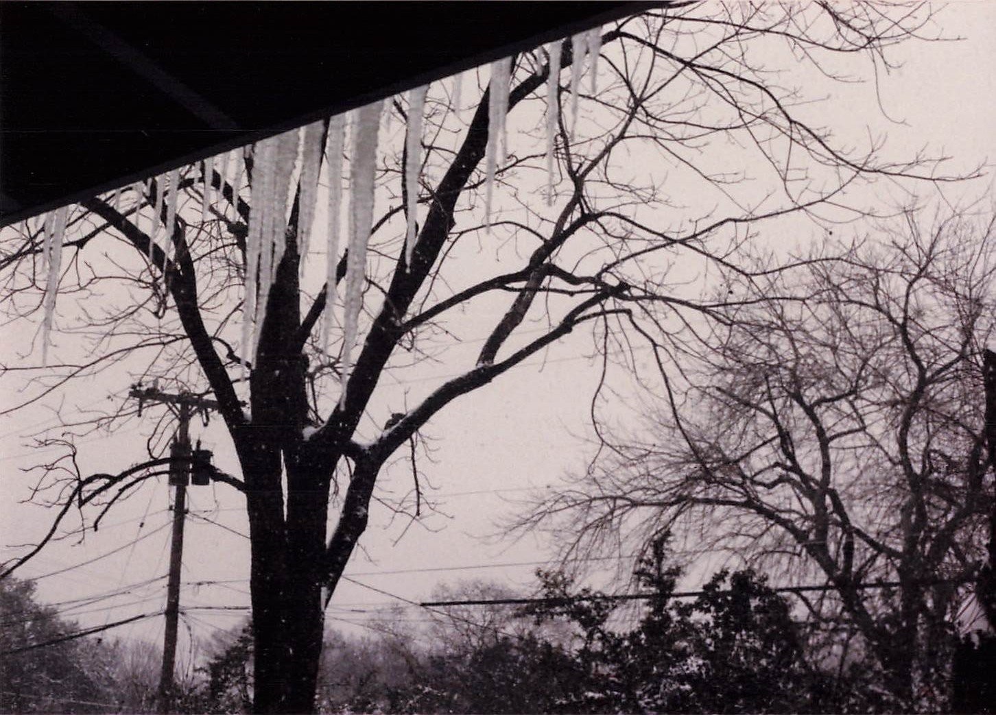 Winter Scene Mid-Century Snapshot Photograph Icicles Bare Trees Snow