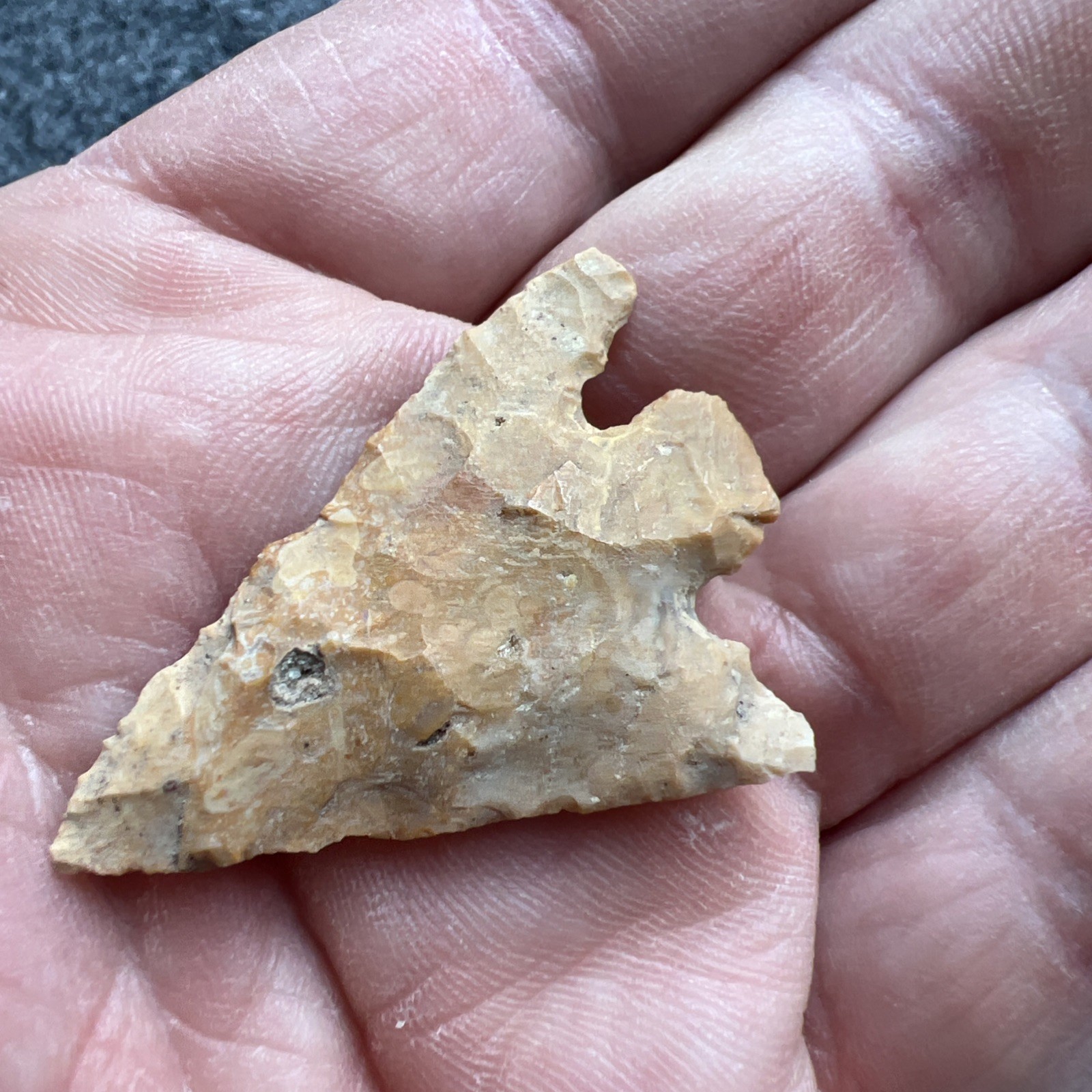 Indian Arrowhead Found By Jeff Thompson 1968-2003 In Polk Co Florida @1603