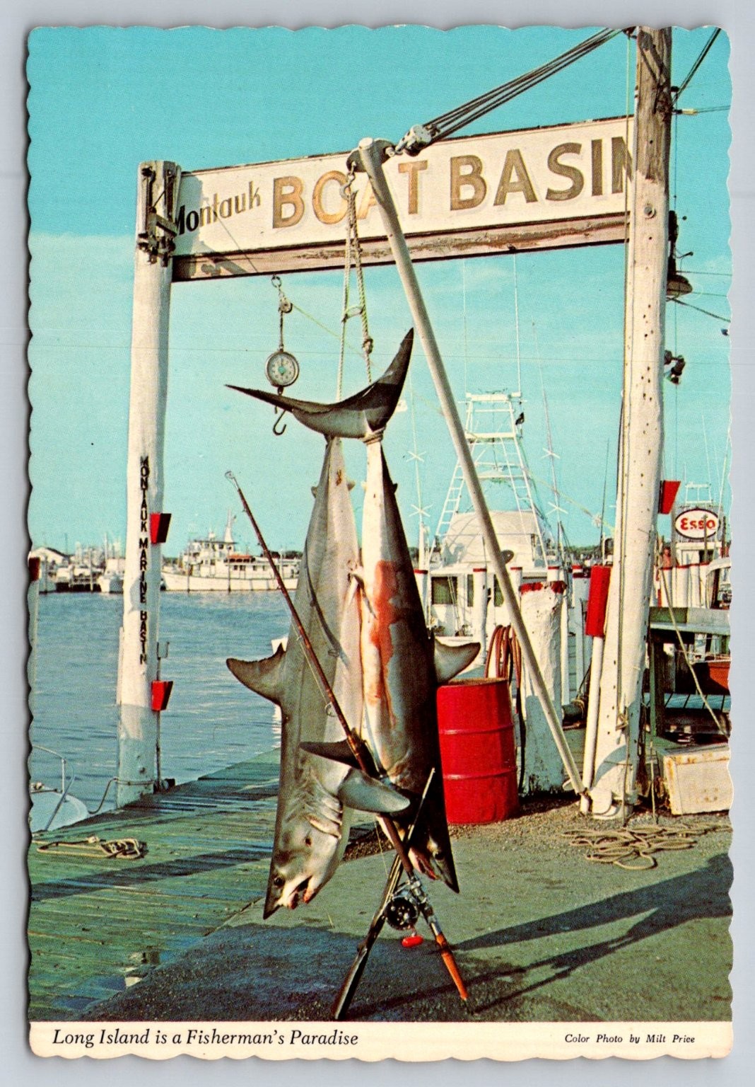 Montauk NY Boat Basin Mako Shark Fishing Long Island Chrome Postcard