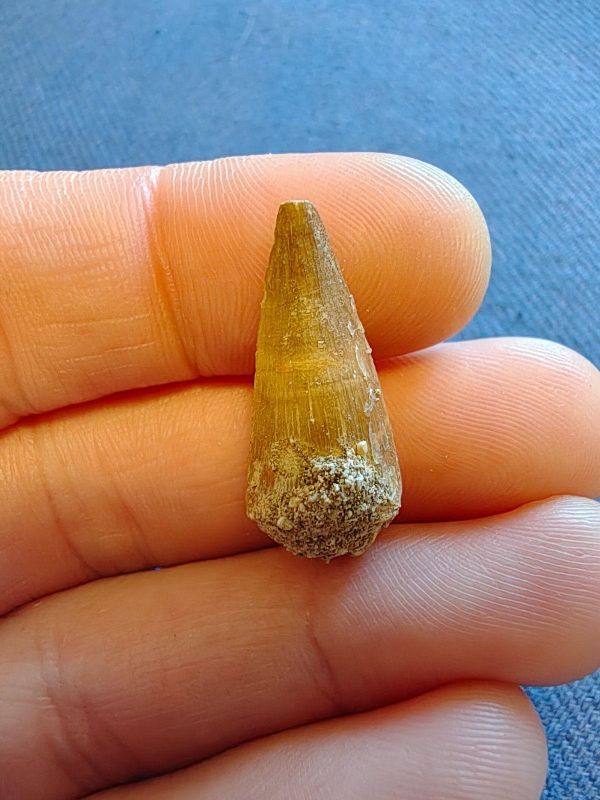 Fossil Mosasaurus Tooth – Extinct Marine Reptile Tooth – Moroccan Fossil – #010