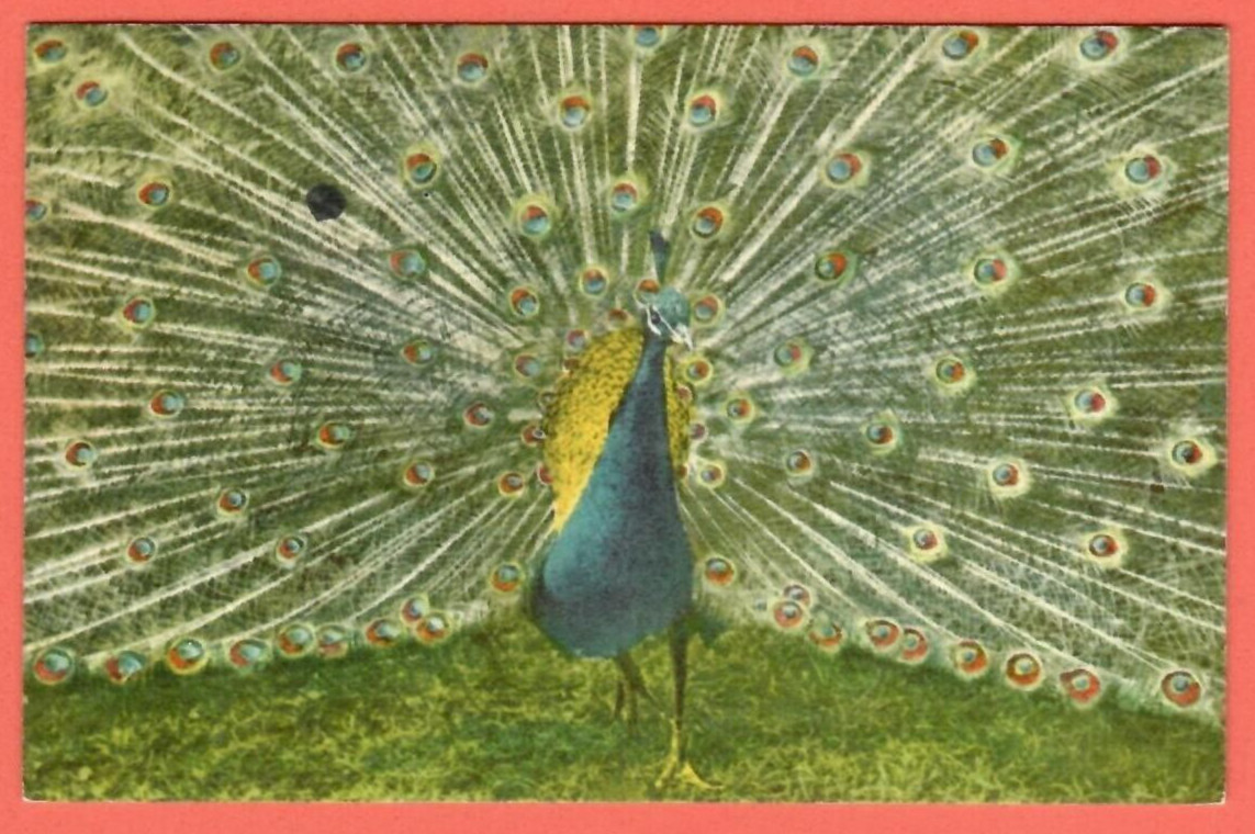 Peacock FLOWED TAIL. VINTAGE PC. USED 1450