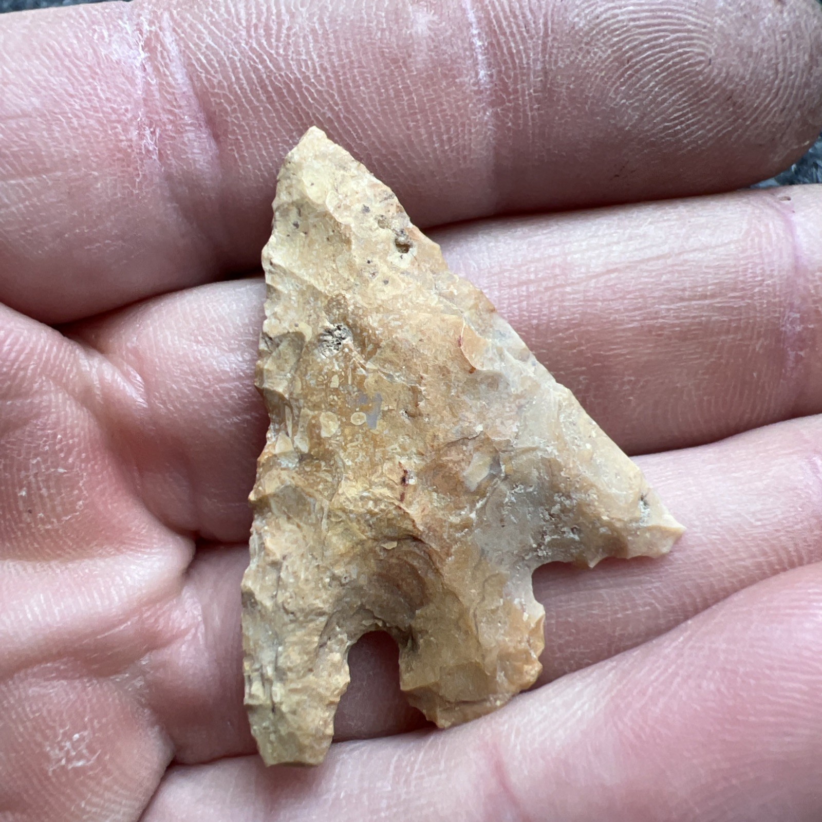 Indian Arrowhead Found By Jeff Thompson 1968-2003 In Polk Co Florida @1603