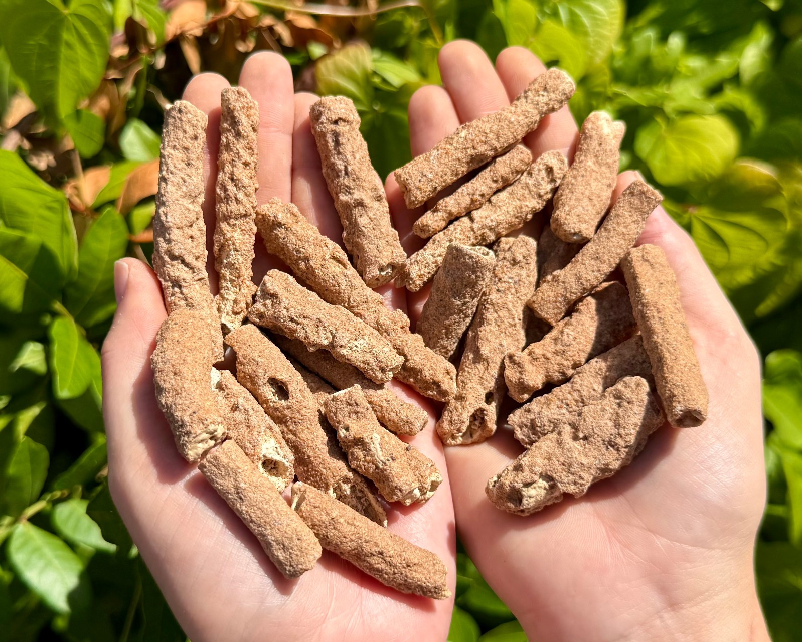 RARE Natural Fulgurite Crystals, 2-3″ Choose How Many (Petrified Lightning)