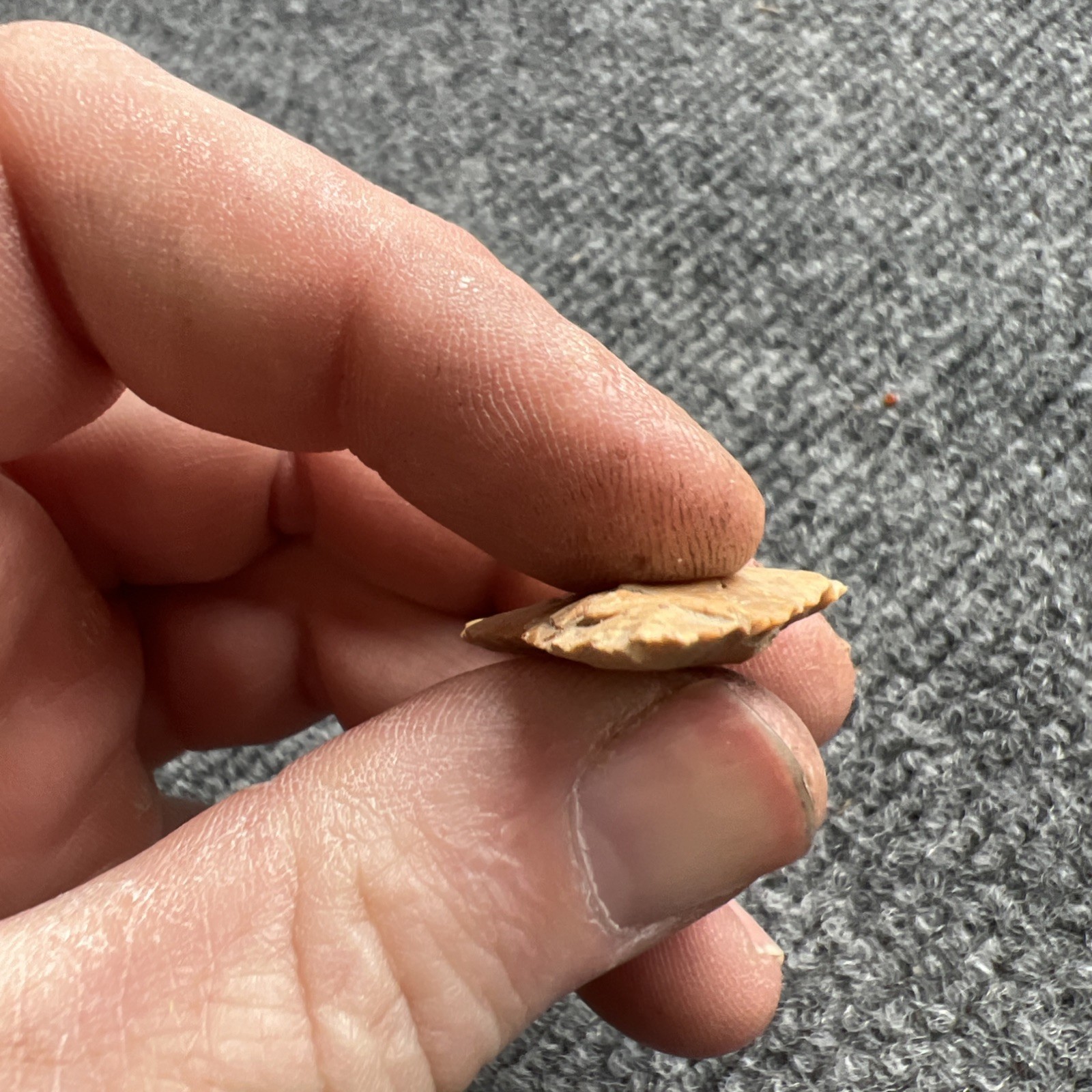 Indian Arrowhead Found By Jeff Thompson 1968-2003 In Polk Co Florida @1603