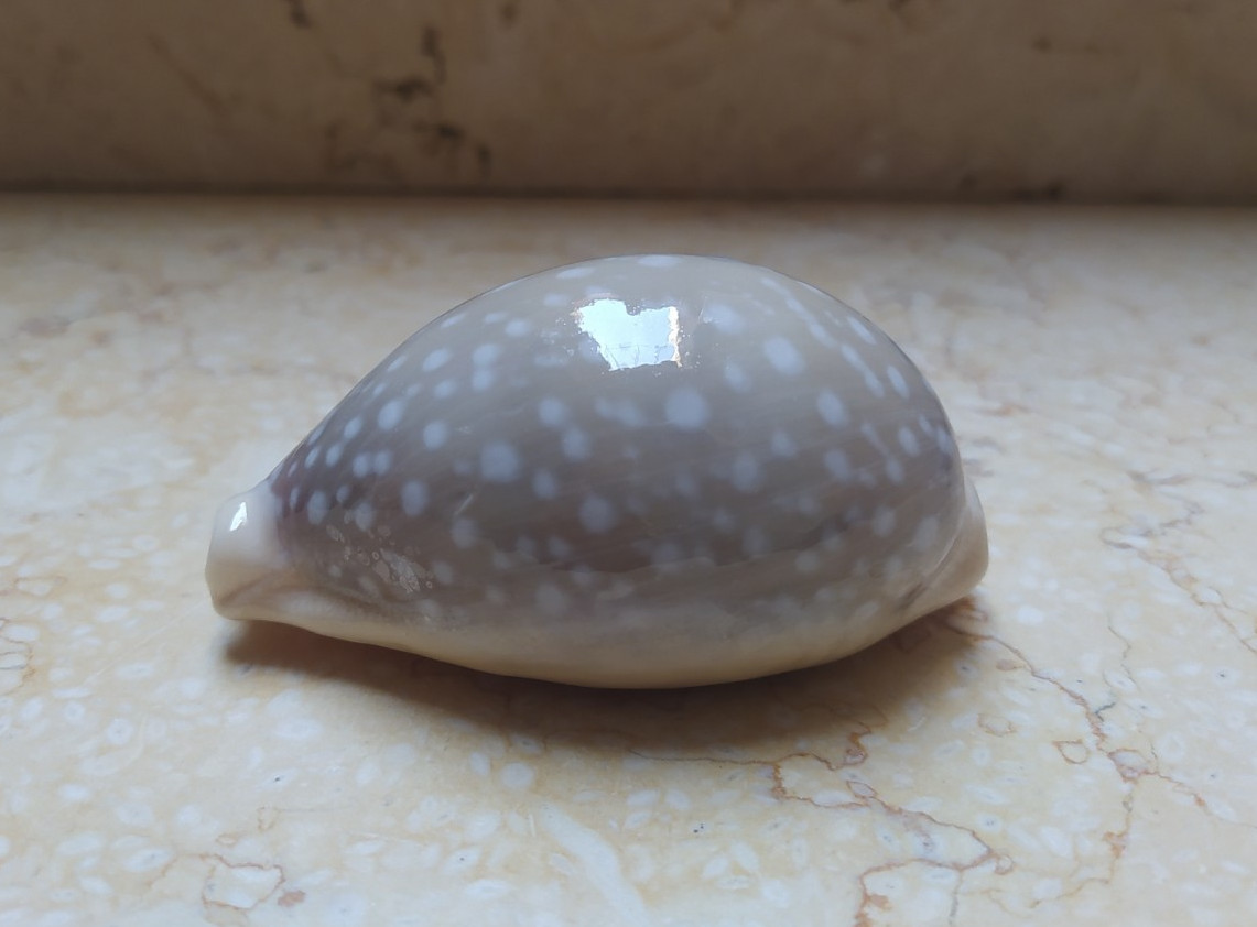 F Cypraea camelopardalis red sea shell large SIZE lyncina F+++ 78.8mm