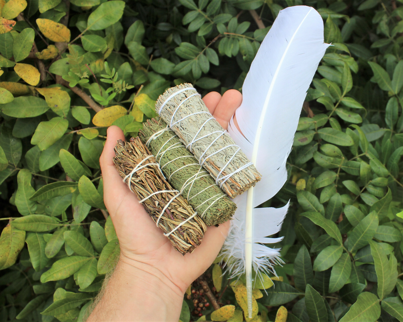 SAGE SMUDGE STICKS: BLUE, CEDAR & YERBA SAMPLER 3 PACK & WHITE FEATHER SMUDGING