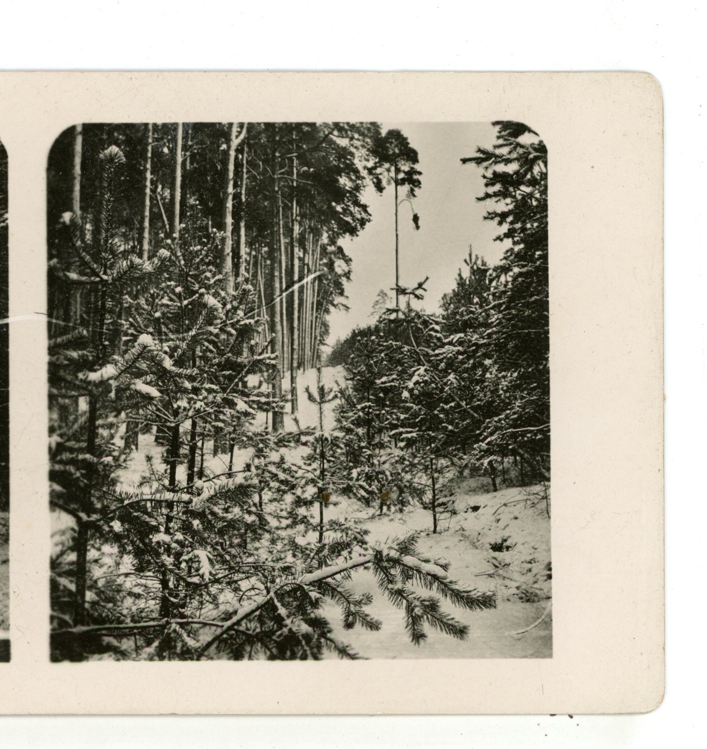 Winter Landscapes Photographic Stereoview c1910