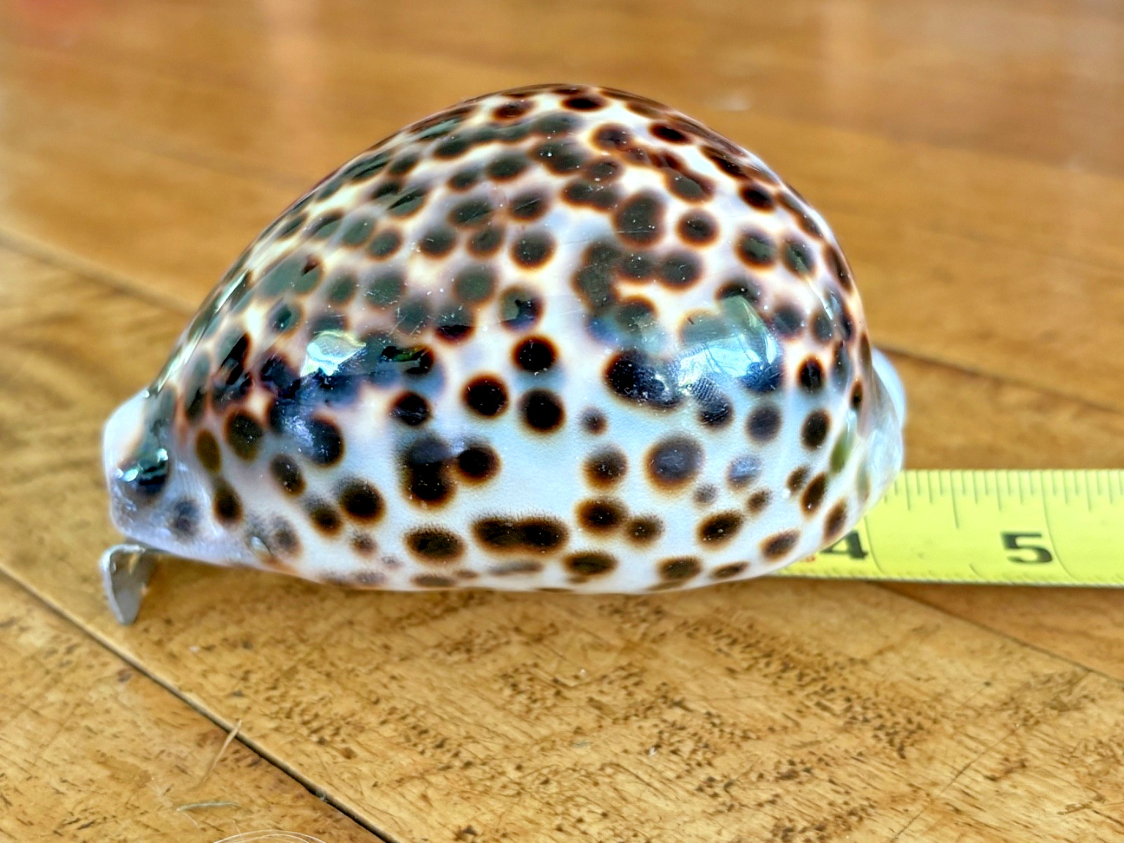 ✨Super High Gloss Cowrie Shell ✨ Mirror Finish Natural, Huge 106mm Maui, Hawaii
