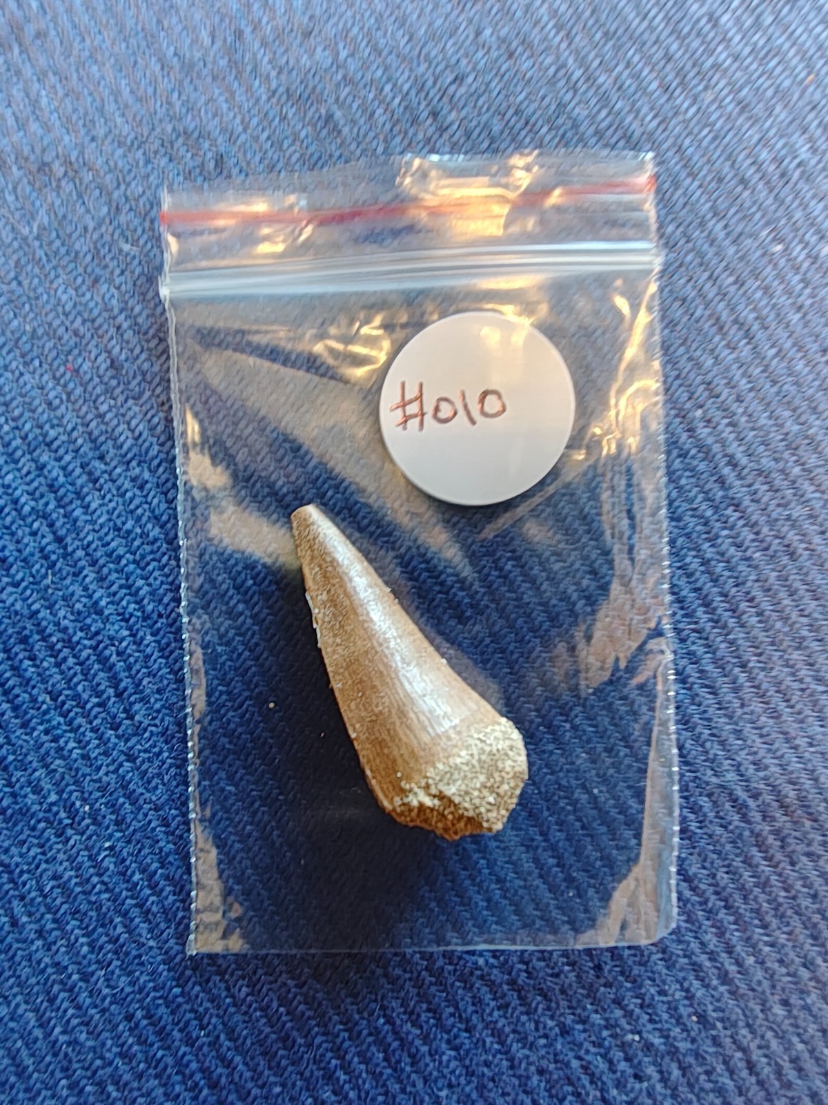 Fossil Mosasaurus Tooth – Extinct Marine Reptile Tooth – Moroccan Fossil – #010