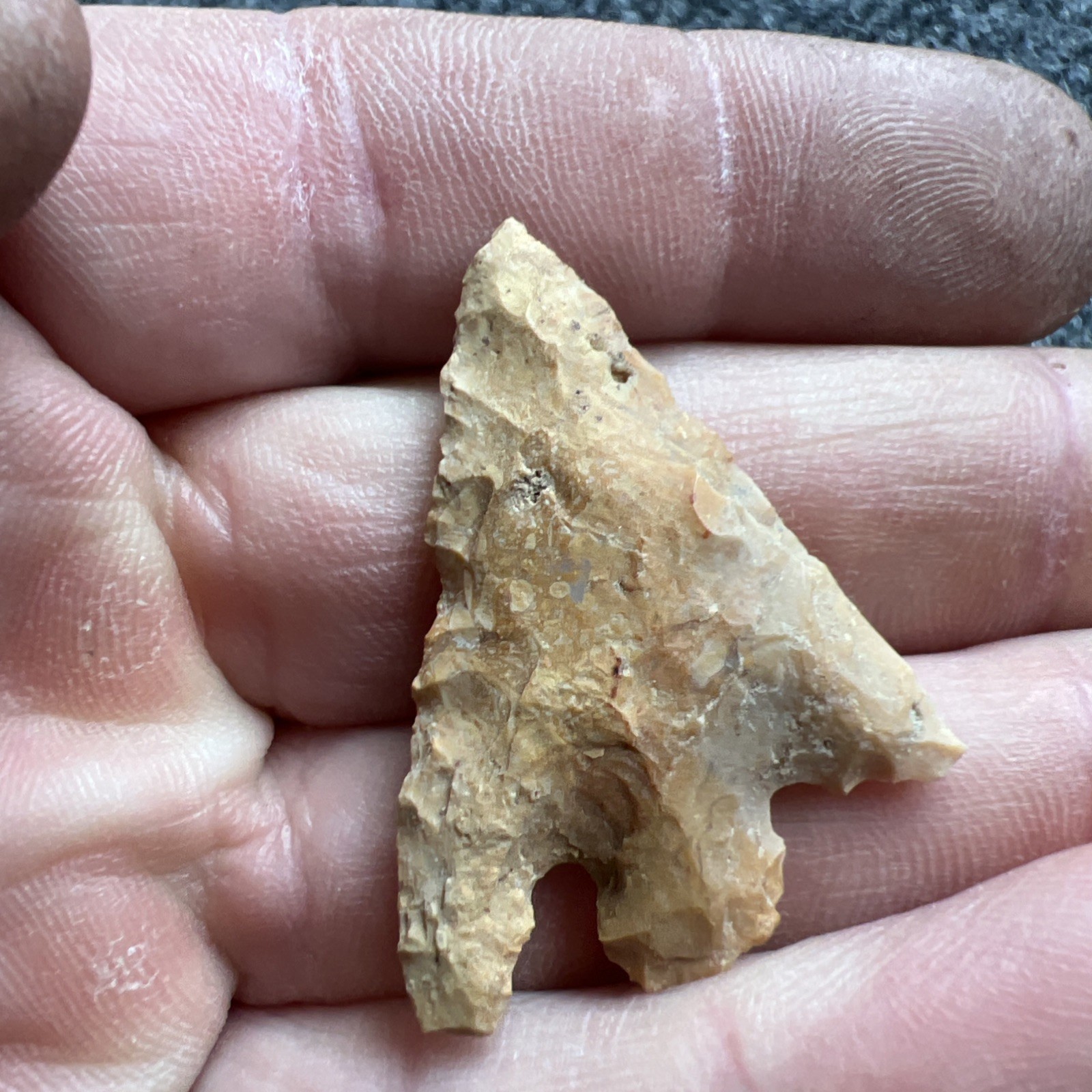 Indian Arrowhead Found By Jeff Thompson 1968-2003 In Polk Co Florida @1603
