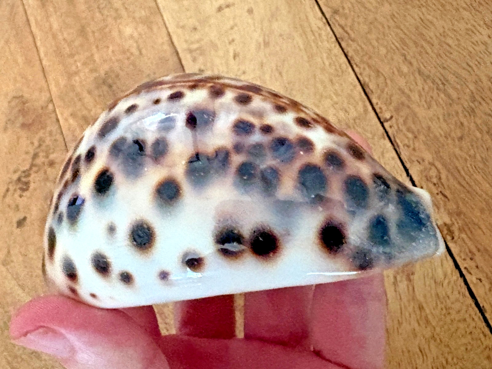 ✨Super High Gloss Cowrie Shell ✨ Mirror Finish Natural, Huge 106mm Maui, Hawaii