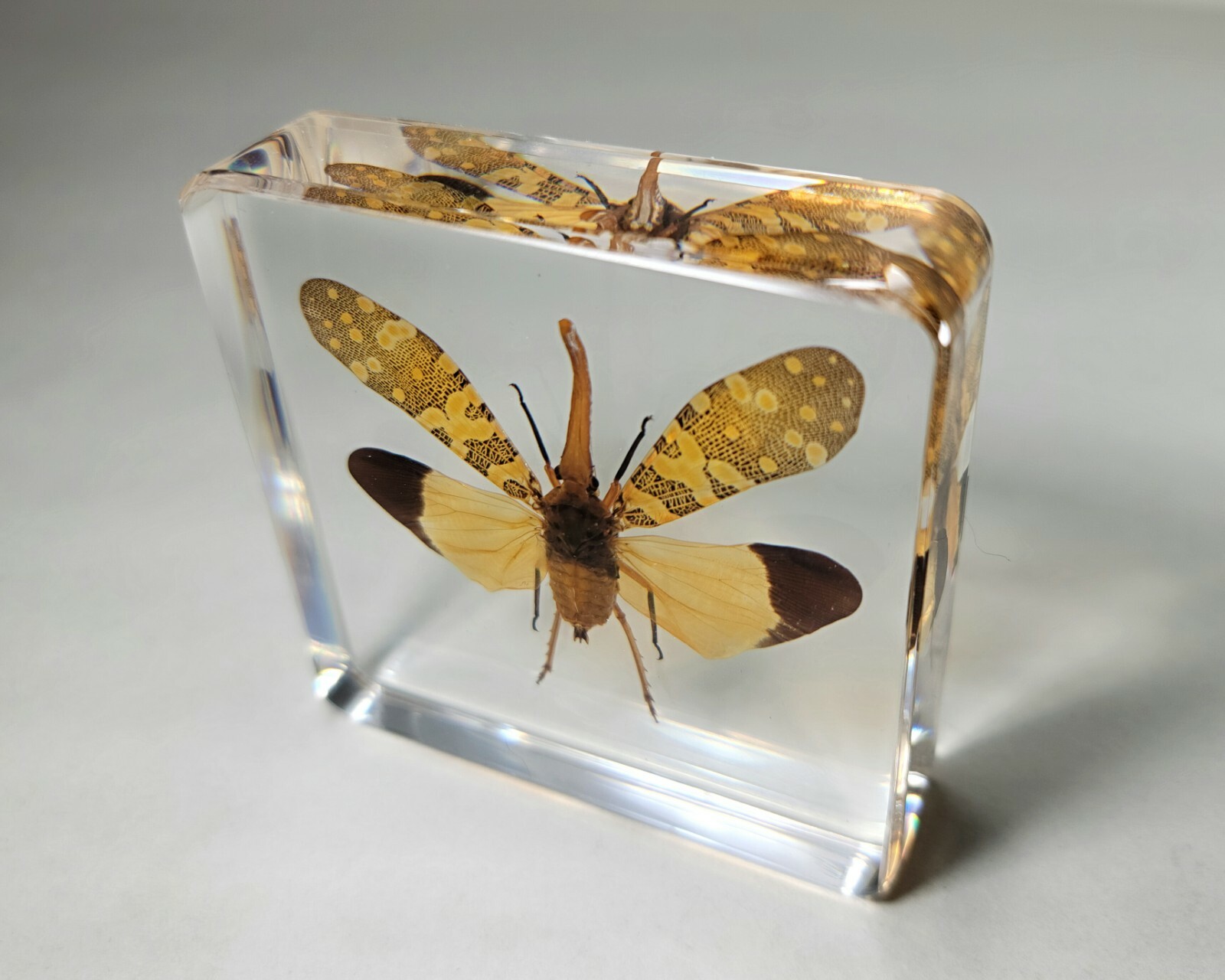 Lanternfly In Resin, Wings Open, Insects in Resin, Oddities, Pyrops candelaria