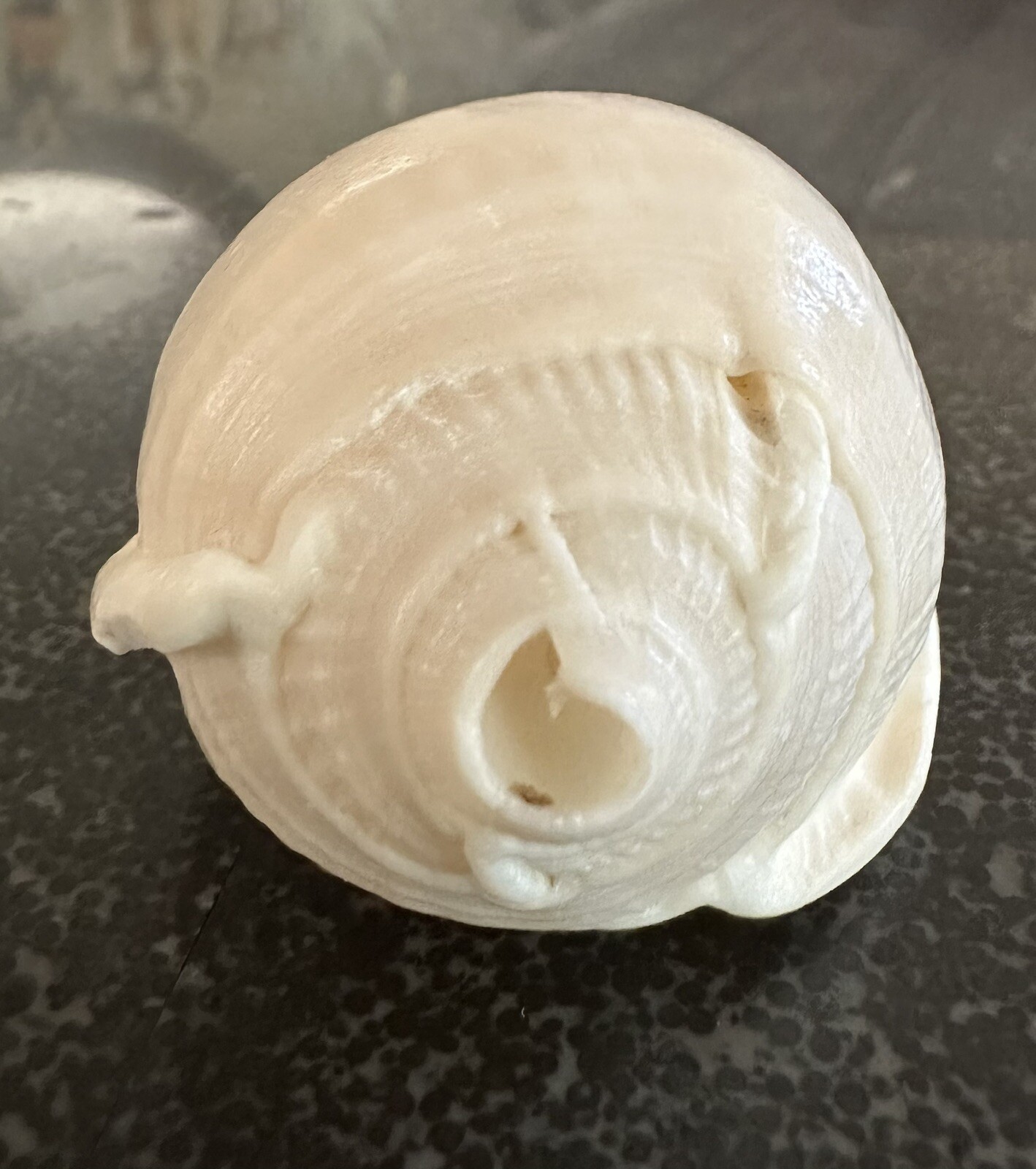 Vintage Shell No Pattern 70mm Natural Beige Sea Ocean Small