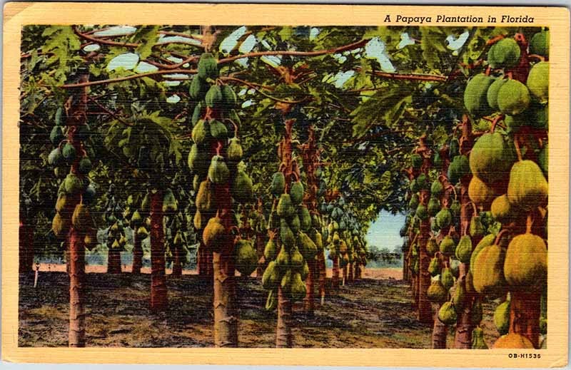 Postcard FARM SCENE State of Florida FL AN9294