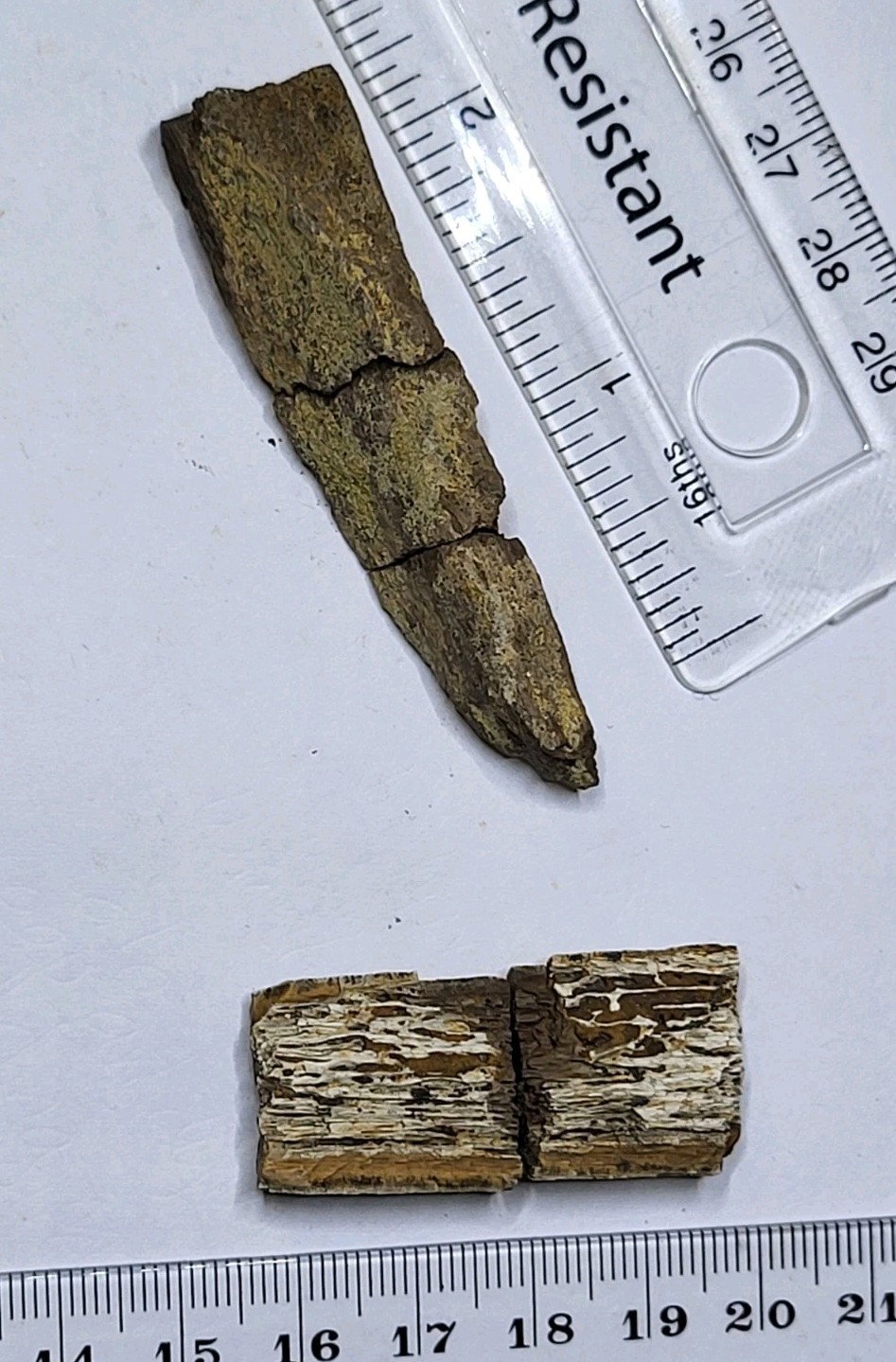 Dinosaur Fossils Prep Project. Hell Creek Formation. Triceratops Ref2823