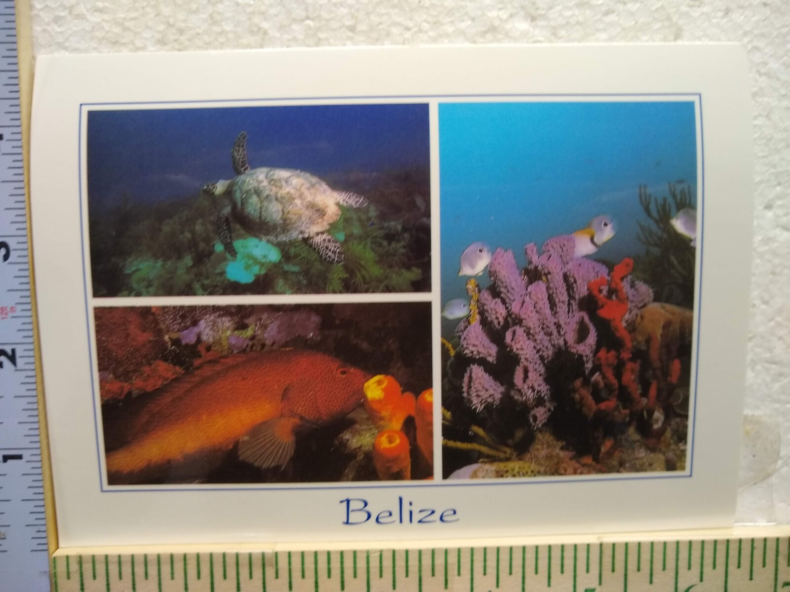 Postcard Divers’ Paradise in Belize