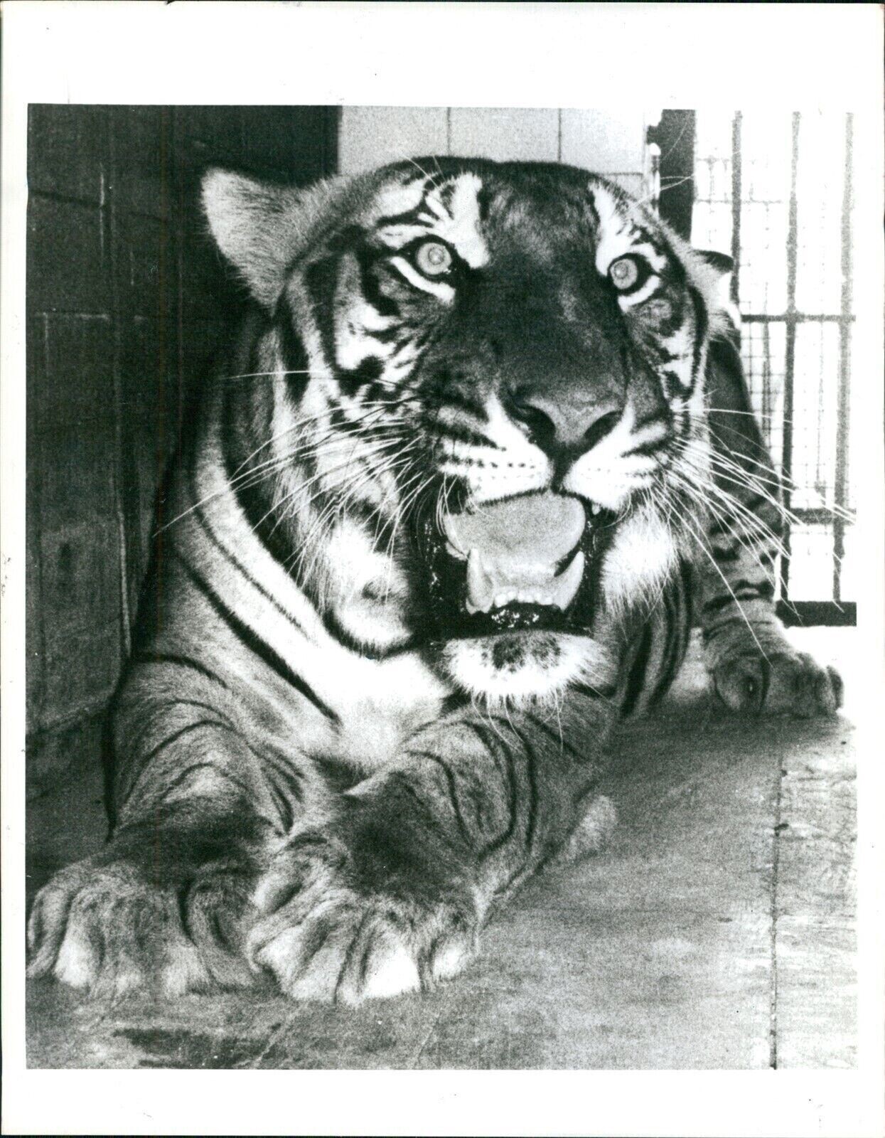 1984 Photo Tiger India New Delhi Zoo Extinct Man Eaters Cattle Killers 8×10