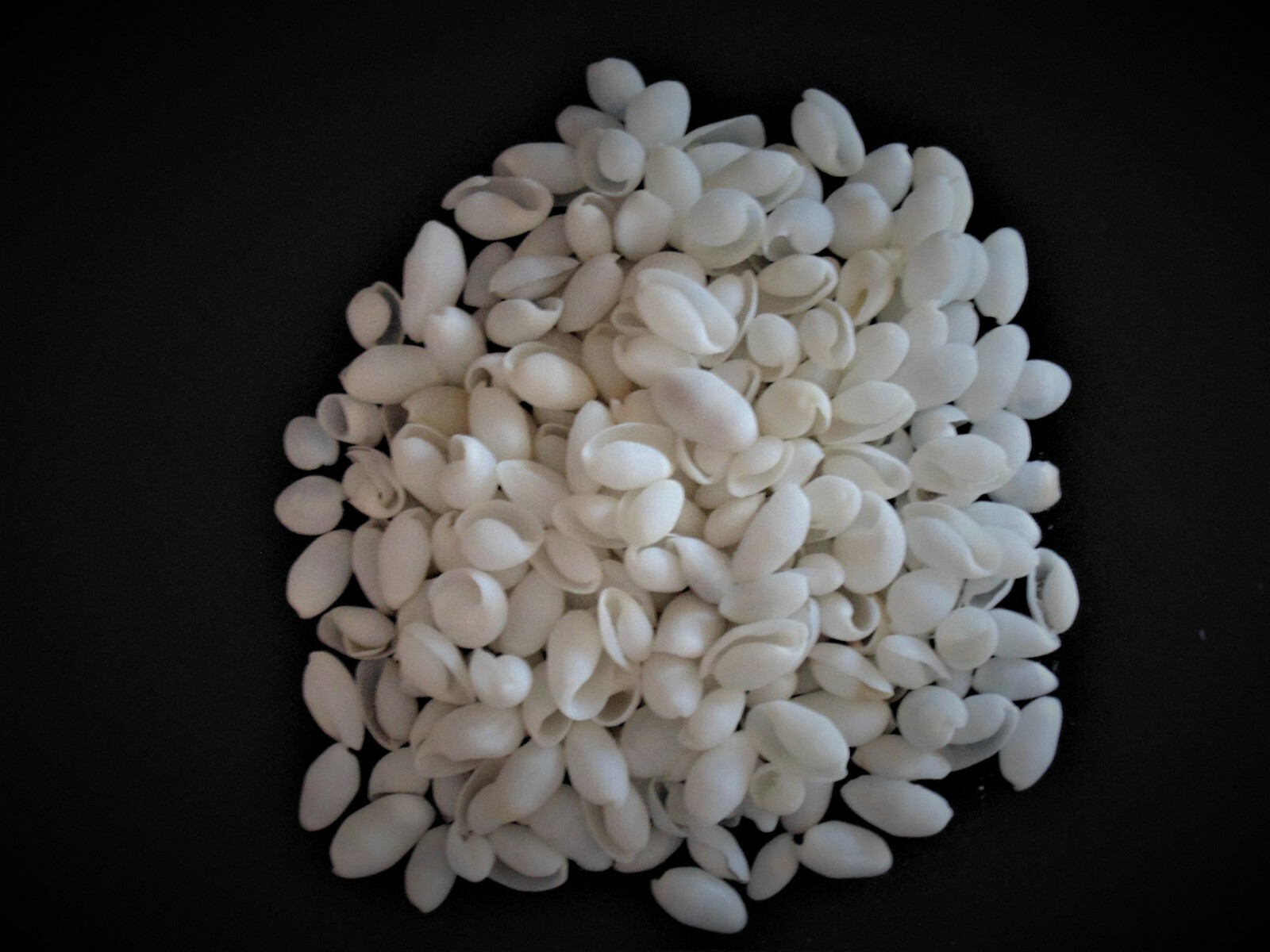 1/2 POUND OF WHITE BUBBLE SEA SHELLS, PAPAWERA ZELAND, BEACH DECOR CRAFT