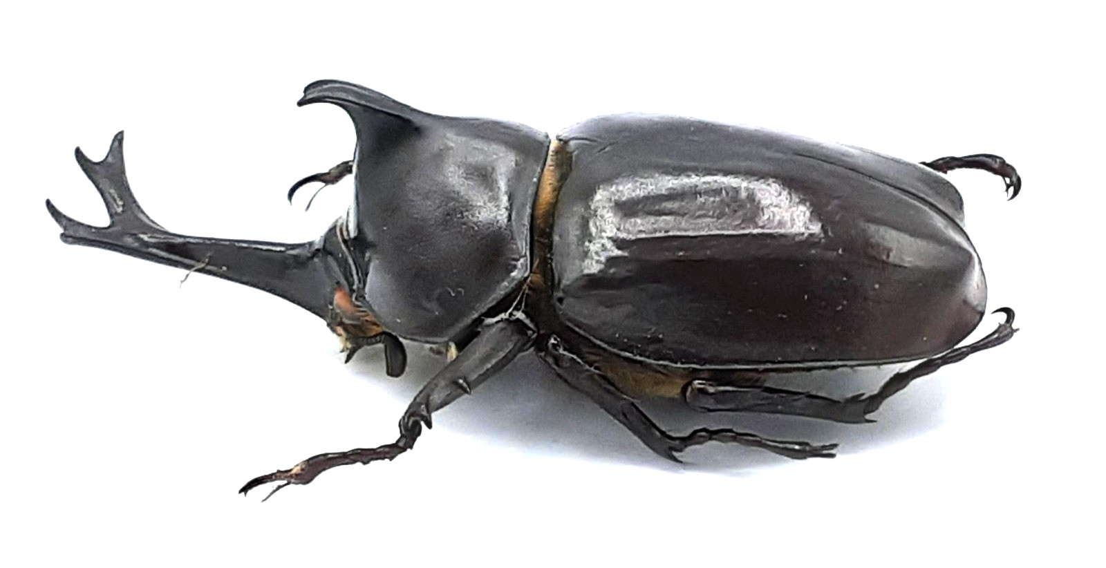 Dynastinae, Trypoxylus (Allomyrina) dichotomus politus, male, A1, 70mm, XL