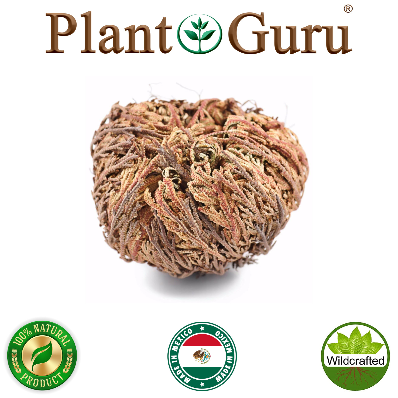 Jericho Flower – 1 Pack – Rose of Jericho, Resurrection Flower, Whole Dried Herb