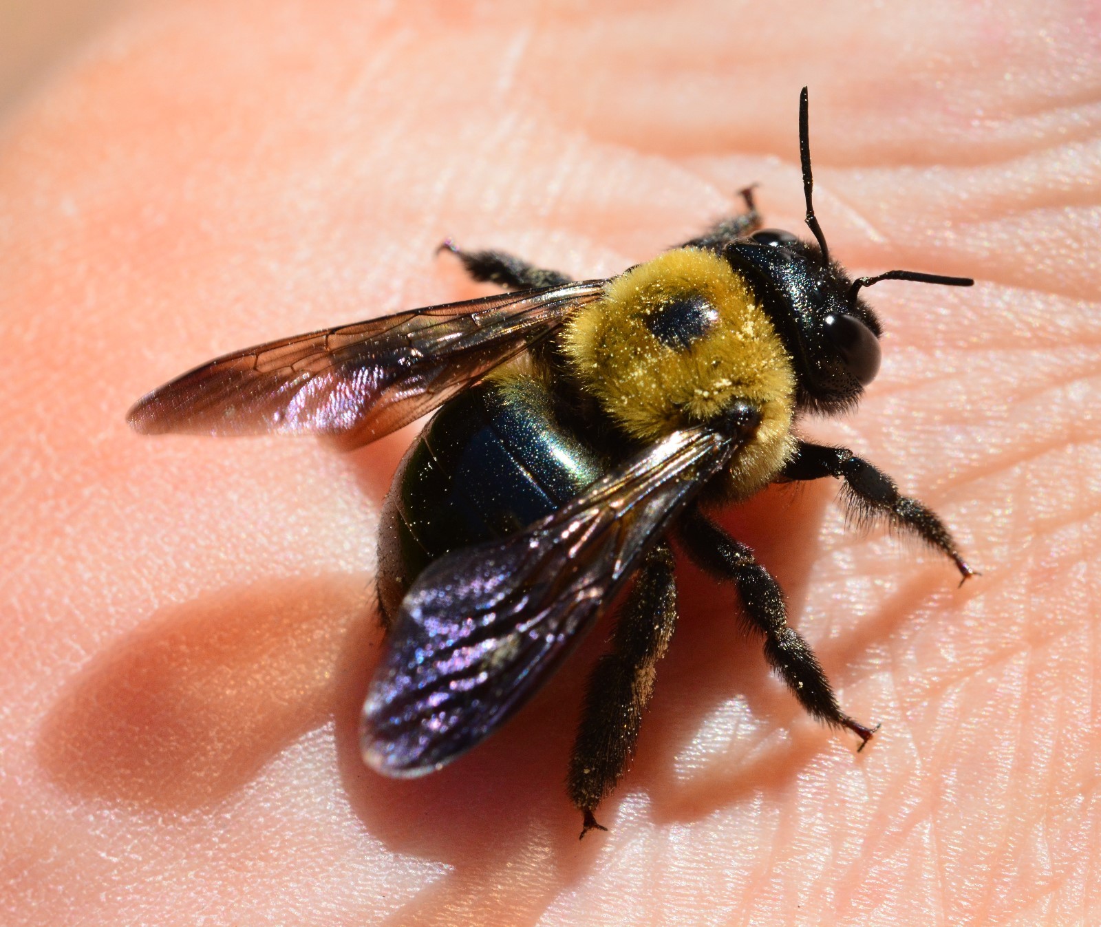 3 Real Bumble bees DRYED SPECIMEN INSECT TAXIDERMY WE GOT THE BUG’S