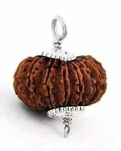 Fourteen Mukhi/ 14 Face Natural and Certified Nepal Rudraksha Pendant