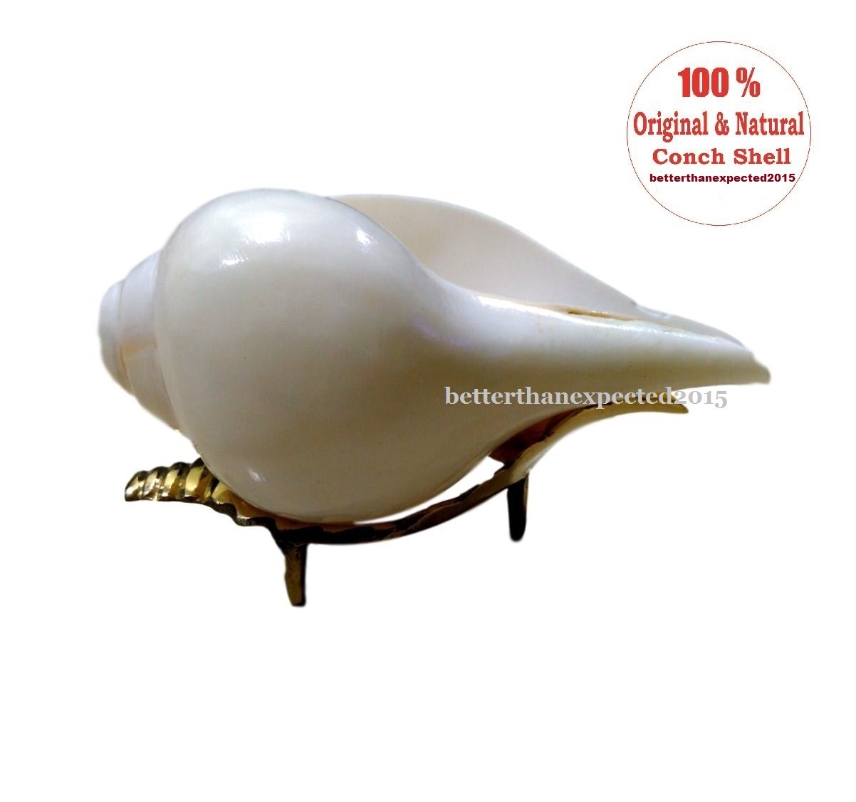 Loud & Big Vamavarti 5.5″ Blowing Shankh (White) Right Hand Shankh Energized