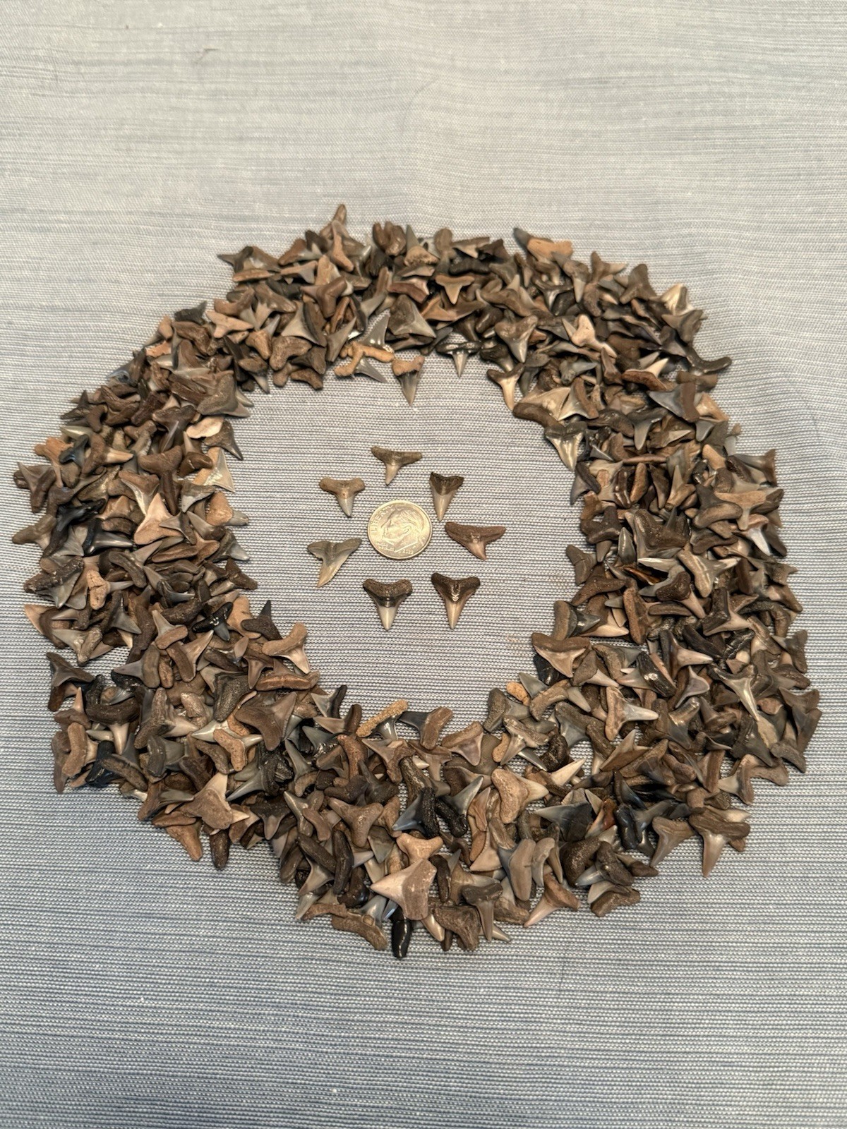 Lot Of 25 Fossilized 1/4 – 1/2 Inch Shark Teeth From Central Florida & Bonus