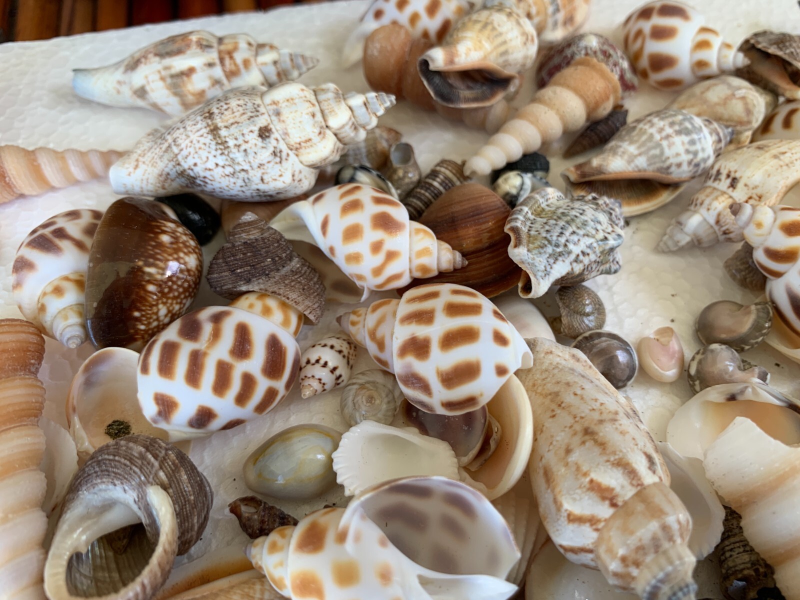 Assorted Mixed Seashells Sea Shells Best Price US Seller FREE Ship!