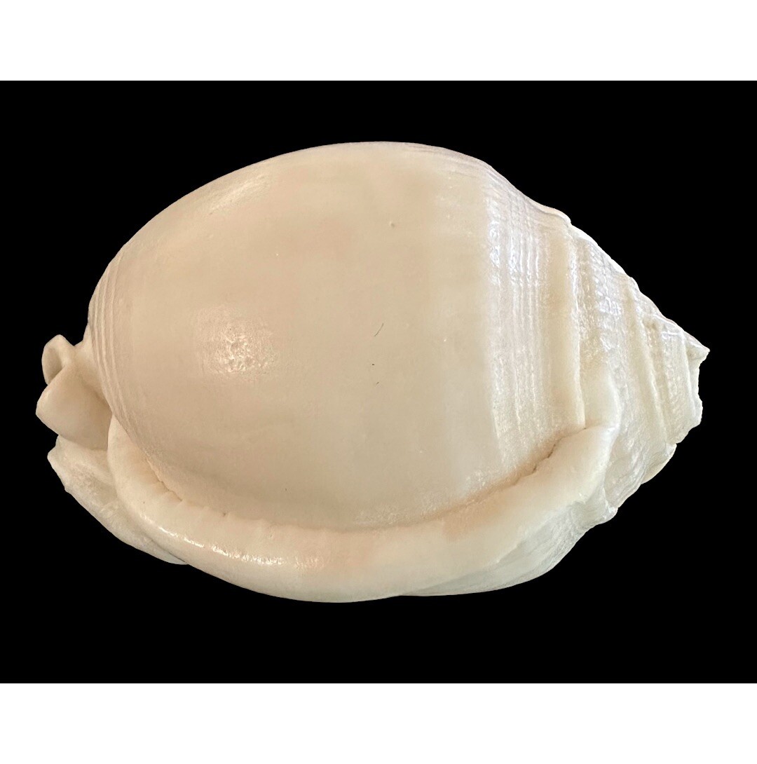 Vintage Shell No Pattern 70mm Natural Beige Sea Ocean Small