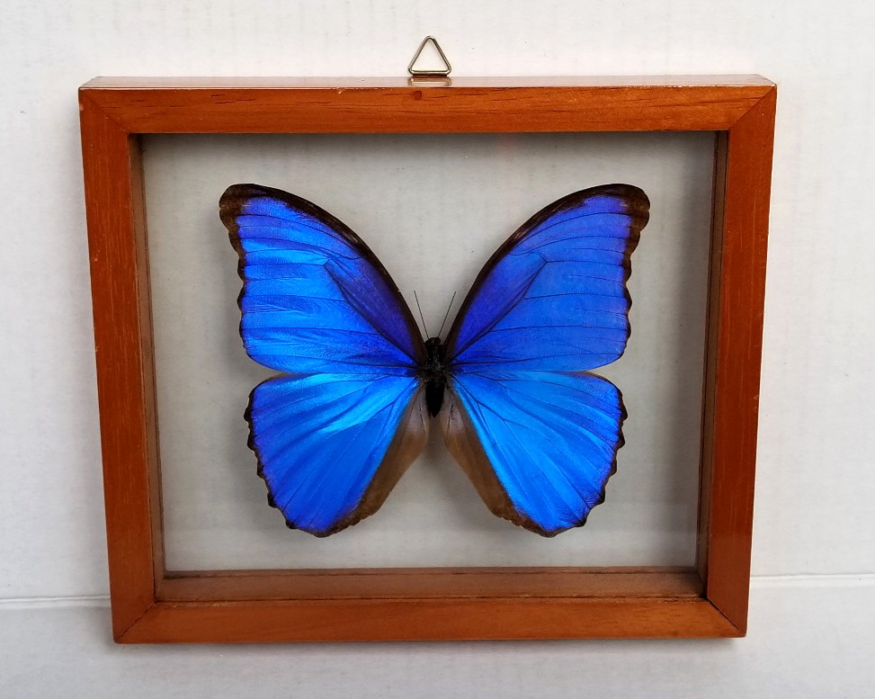 Large Real Butterfly Morpho Didius Mounted in Wooden and Double Glass Frame