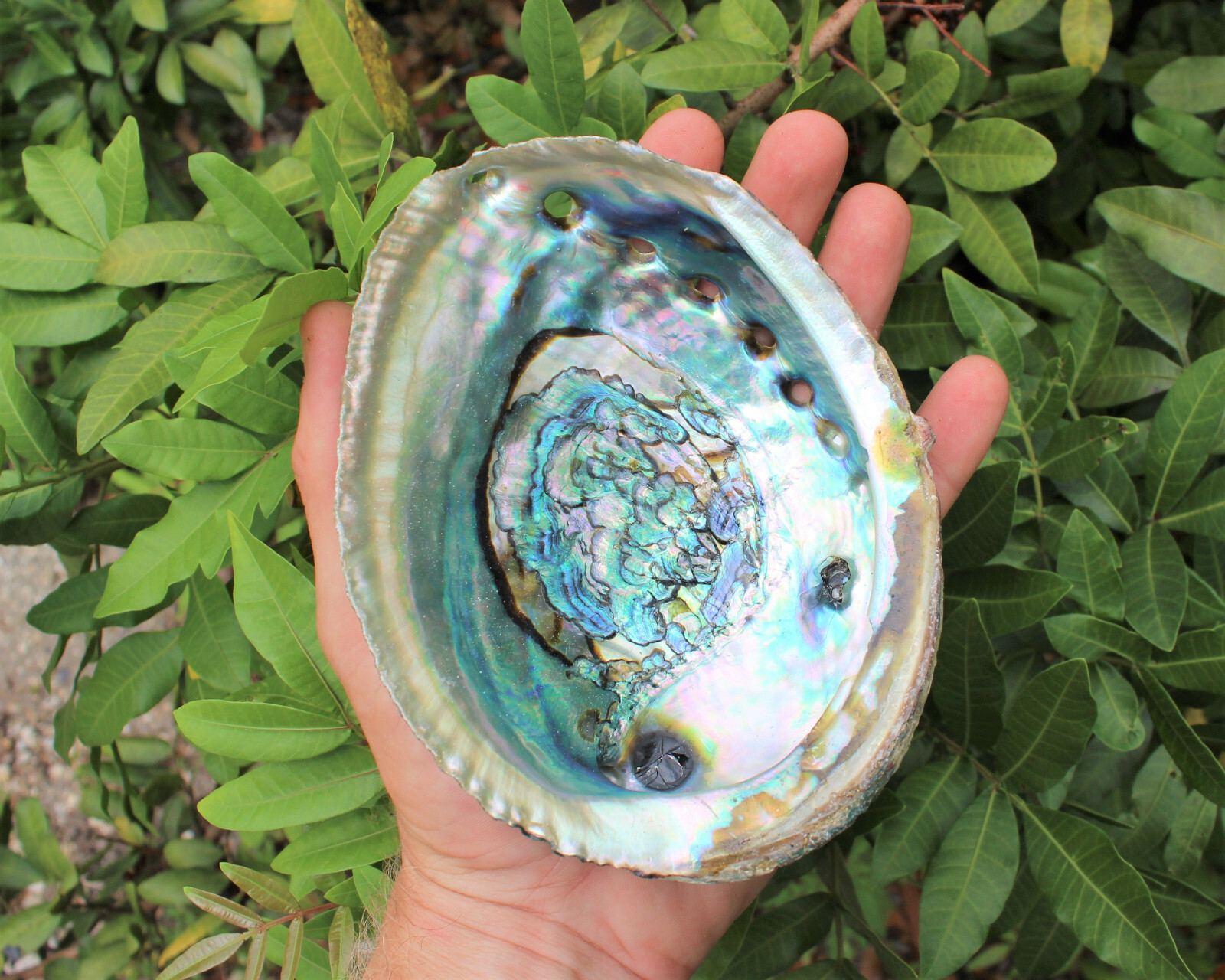 Smudge Kit: Abalone Shell, 6″ Stand, Sage Smudge Stick PLUS Directions