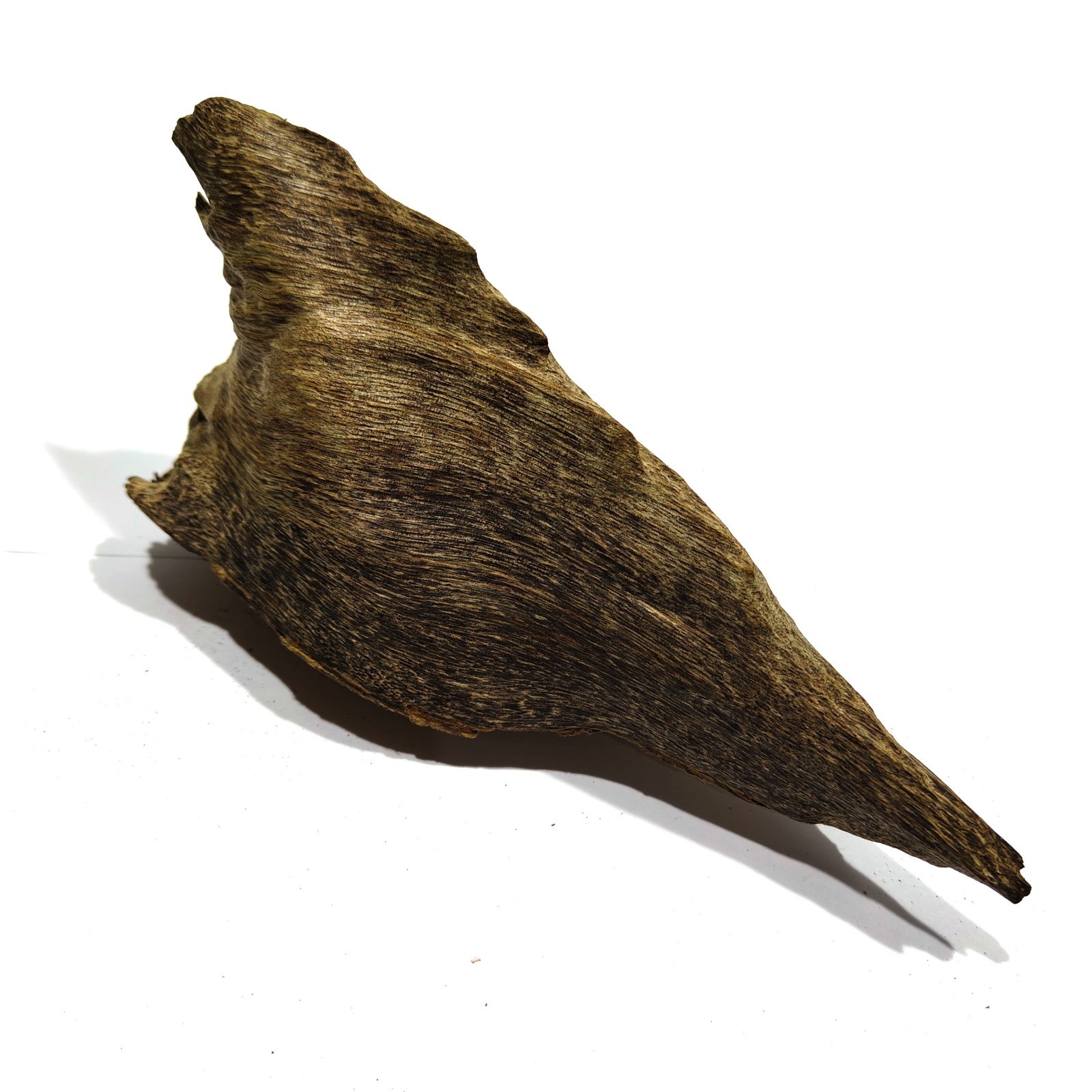 112gr 1 pcs Aquilaria malacensis agarwood strong aroma incense from Kalimantan