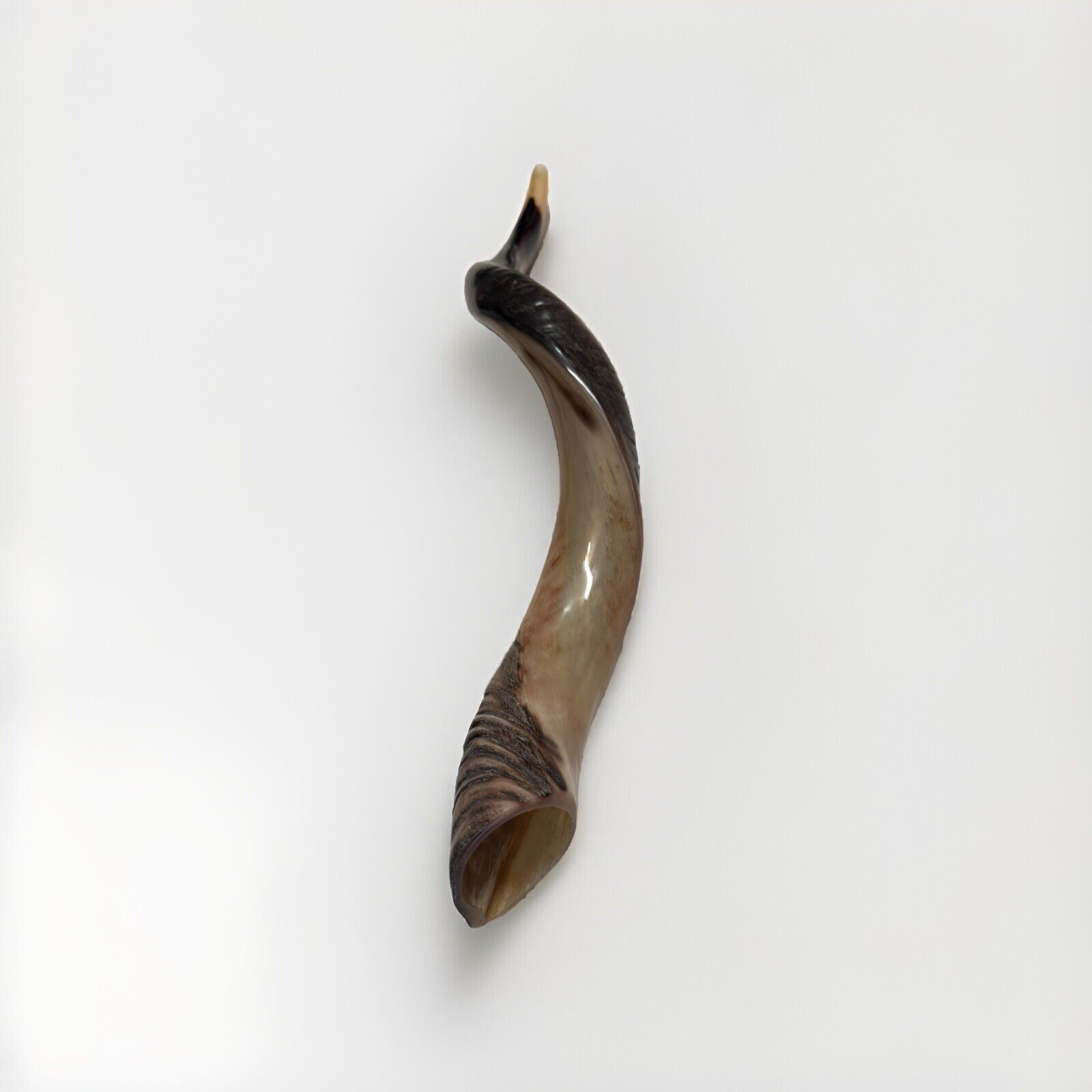 Shofar Yemenite Kudu Horn 24”-27”’ New KOSHER Made All Natural Free Shipping