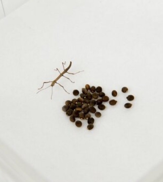 Carausius morosus Stick Insect Specimen Eggs
