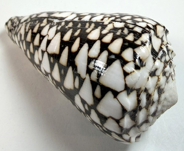 Conus Marmoreus Large Marble Cone Shell 99.3mm Indo Pacfic Specimen