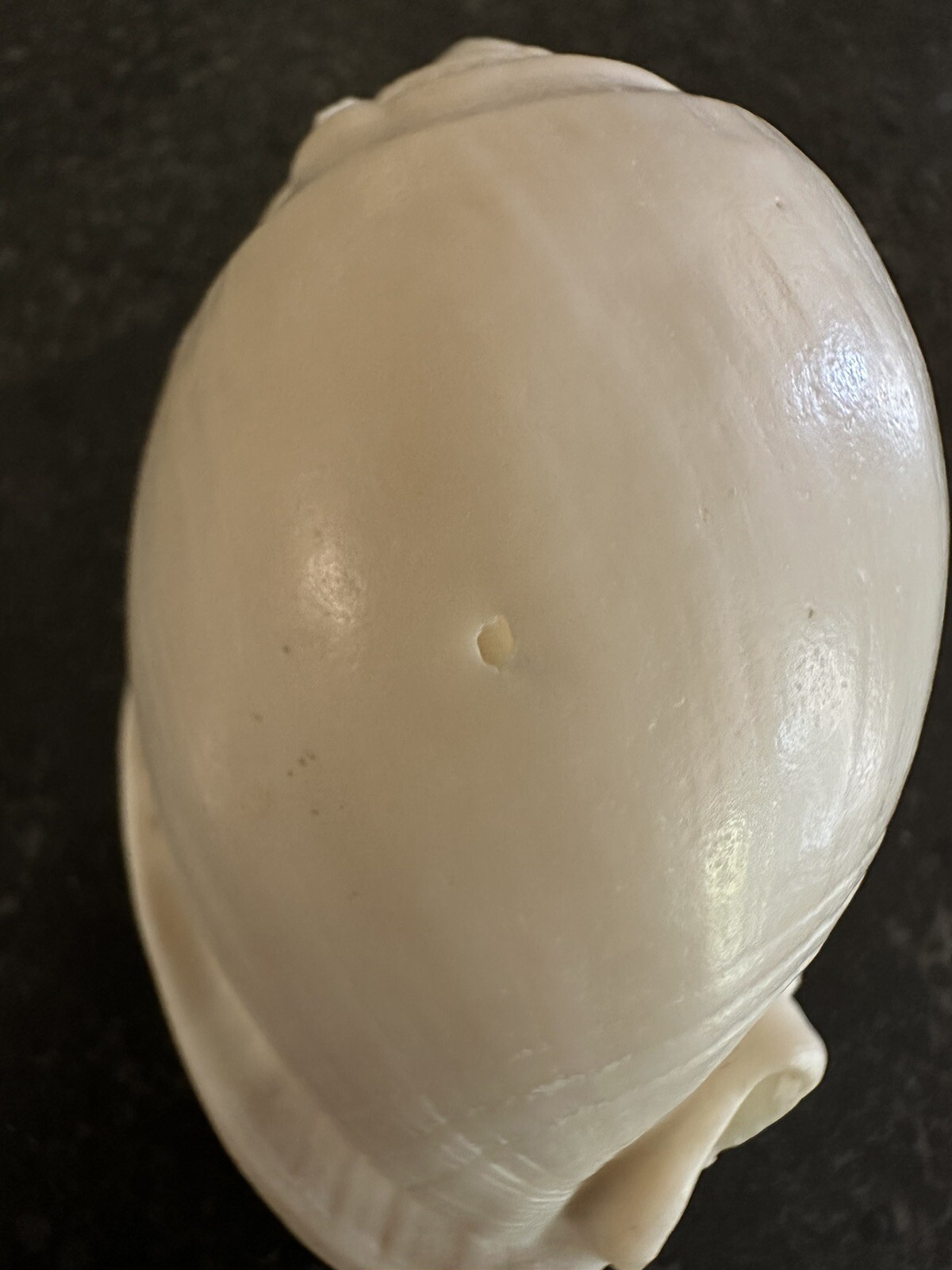 Vintage Shell No Pattern 70mm Natural Beige Sea Ocean Small