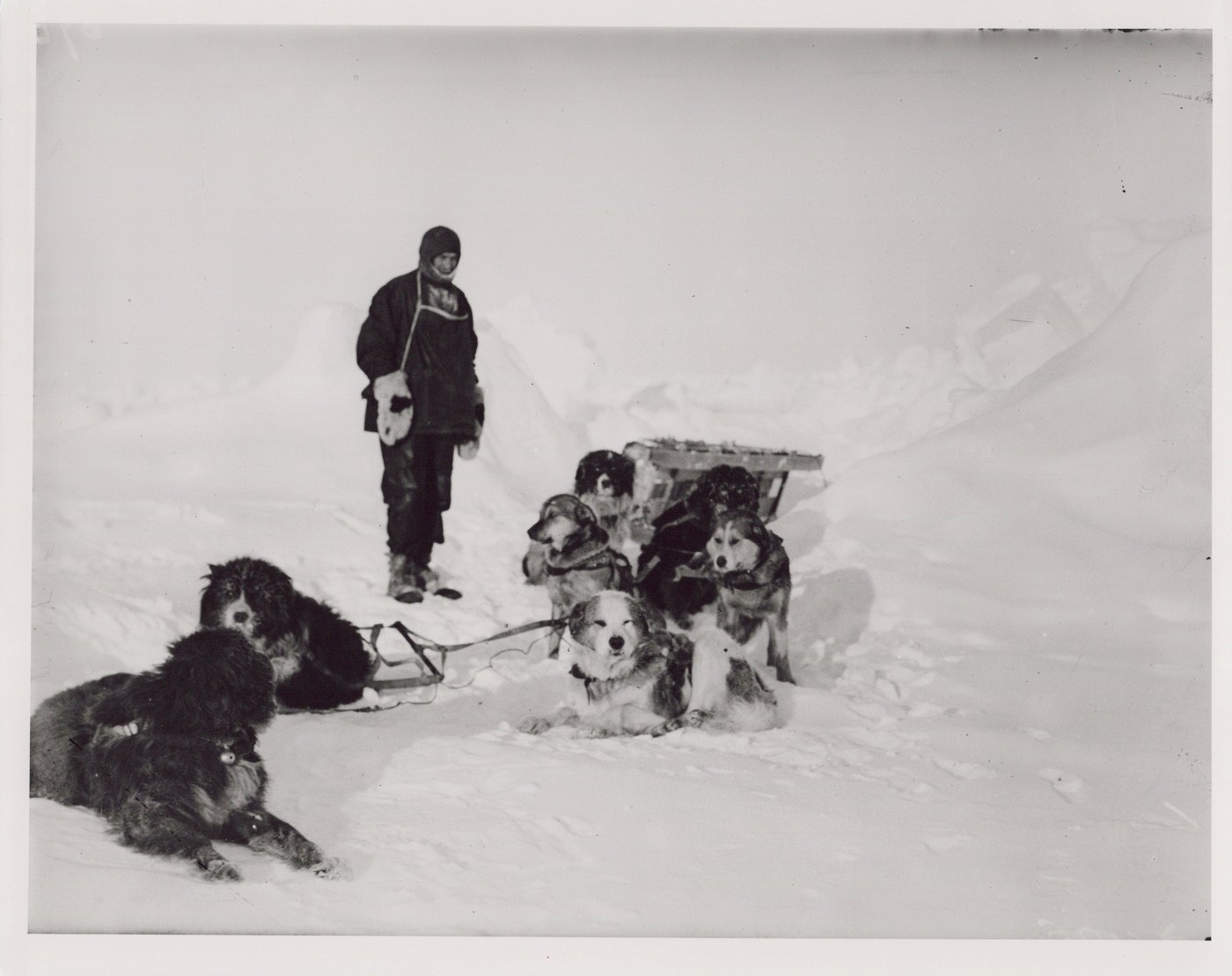 Shackleton Endurance Sledge Dogs Weddell Sea Ice – Hurley Orig Negative Photo