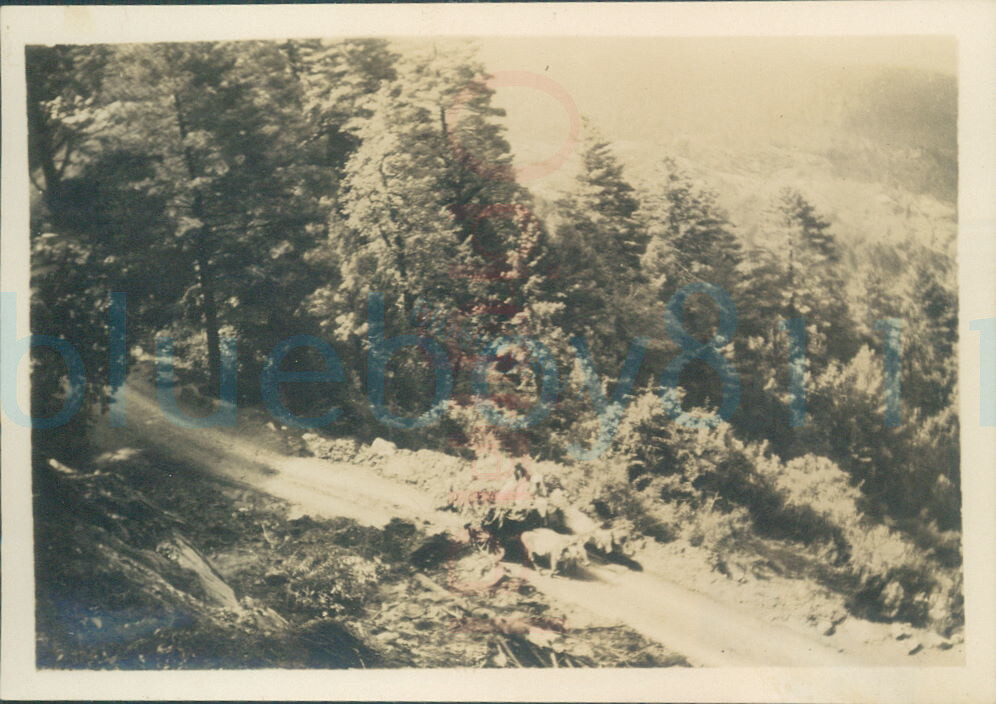 1929 photo Murree hills Cattle cart on Rd NW British India Pakistan 3.3×2.3″