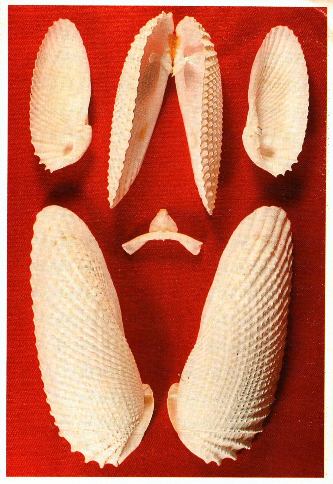 Angel Wing (Cyrtopleura Costata), Seashell Photo Postcard