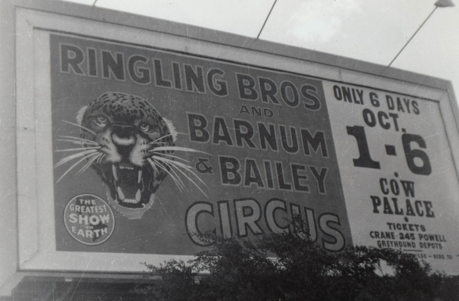 Ringling Bros Barnum & Bailey Circus Billboard Cow Palace Photo c1950s