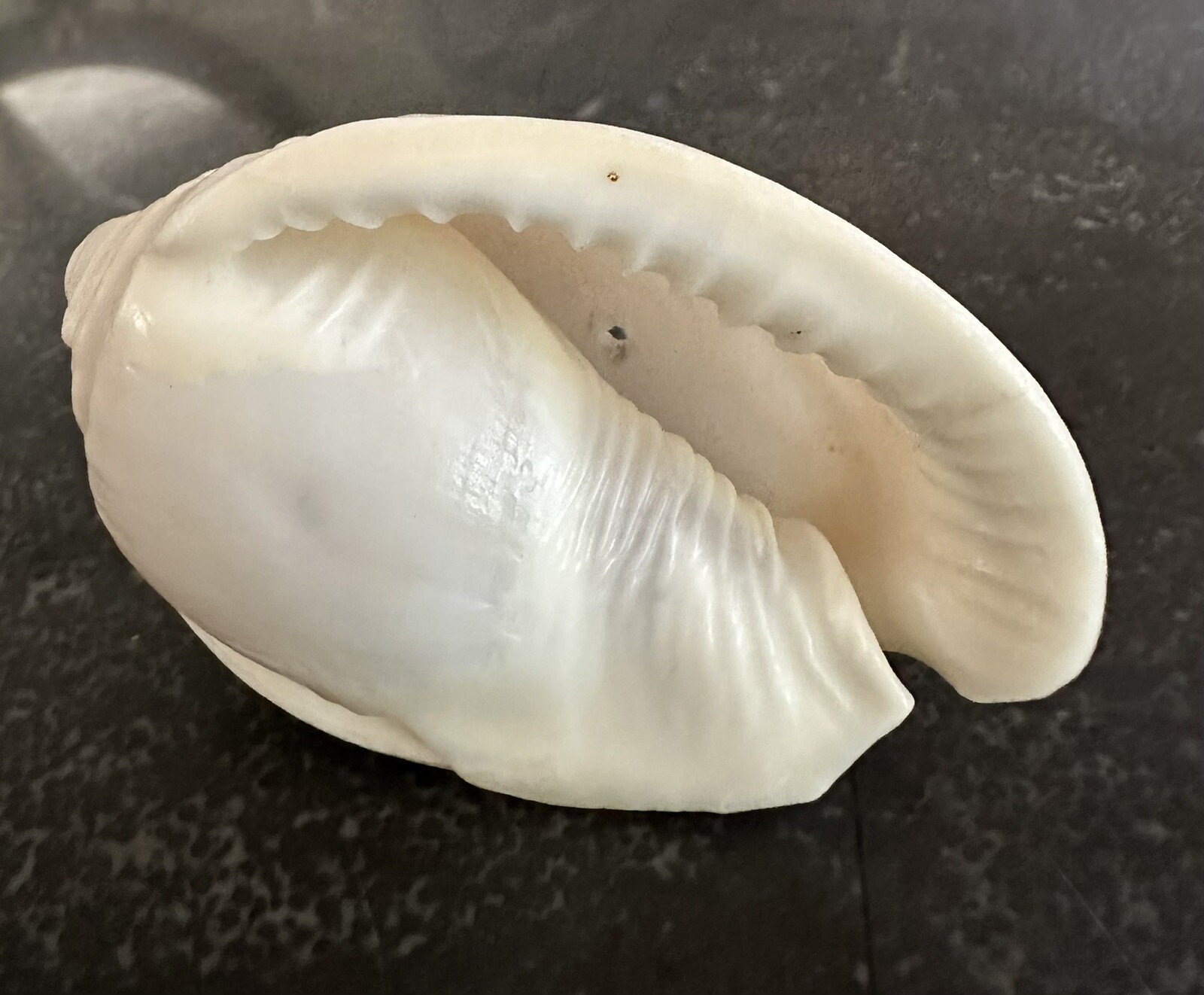 Vintage Shell No Pattern 70mm Natural Beige Sea Ocean Small