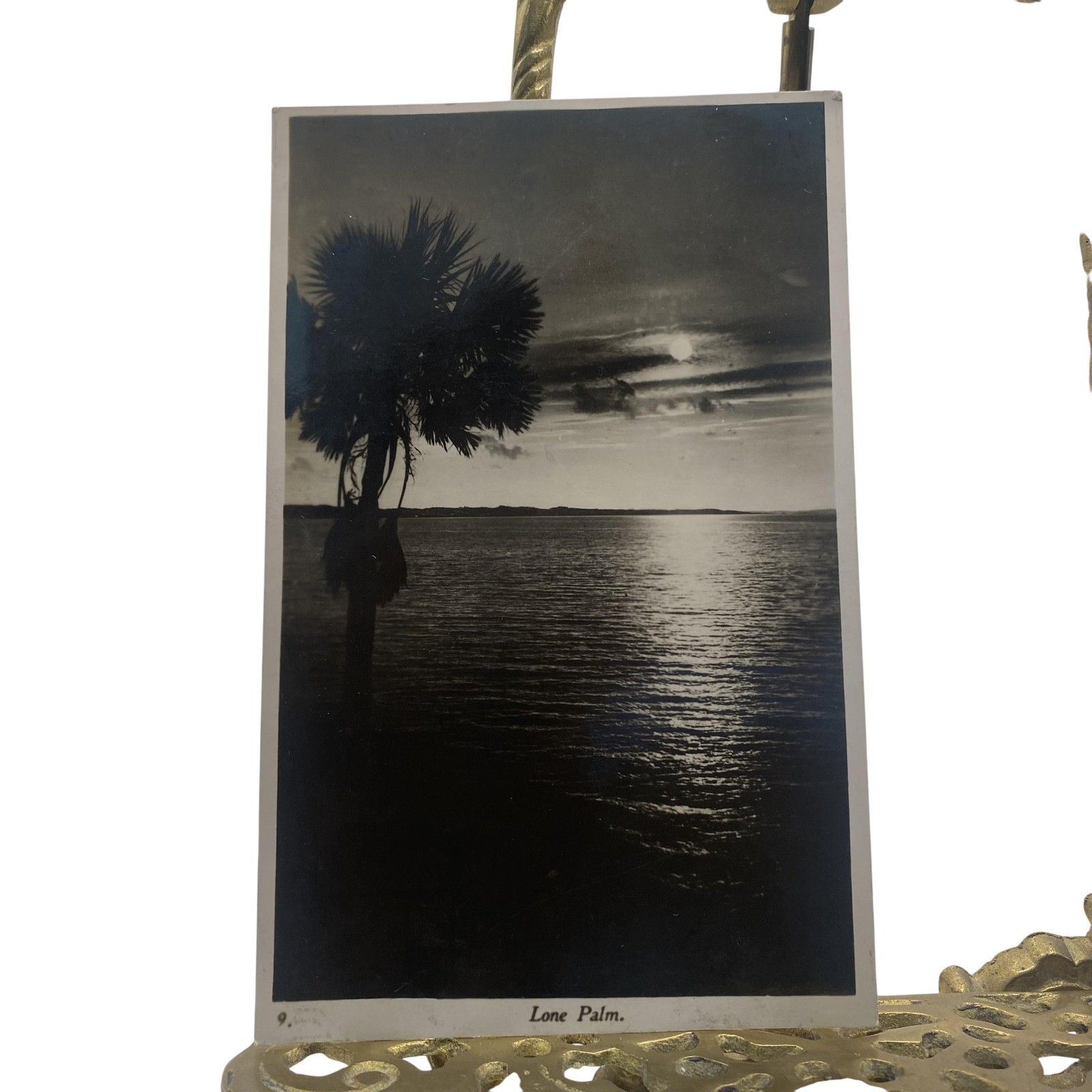 Vintage Lone Palm Hamilton Bermuda RPPC Real Photo Postcard Hunt’s England