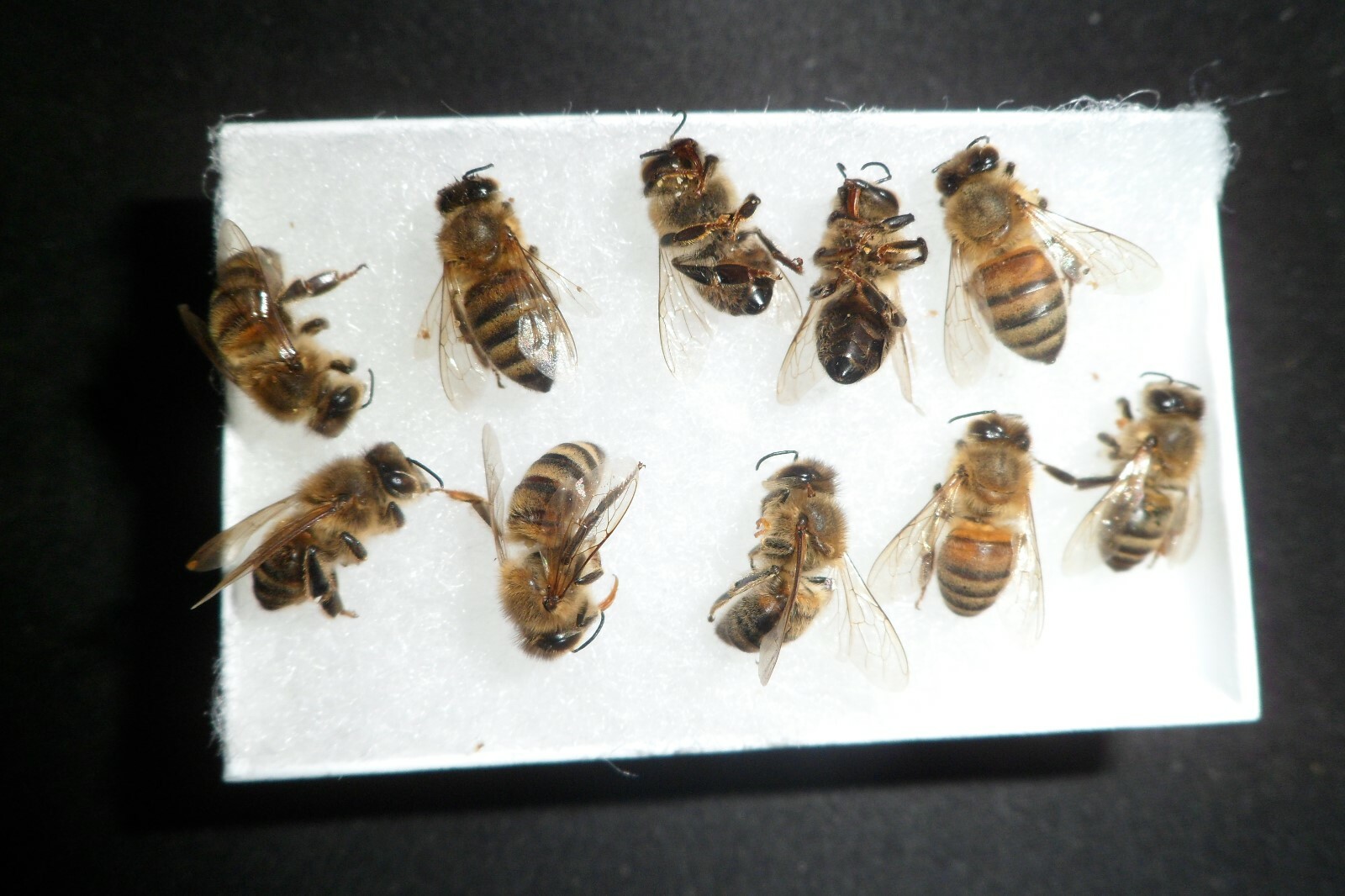 USA Bees FRESH 60 REAL Honeybee’s DRYED SPECIMEN INSECT TAXIDERMY