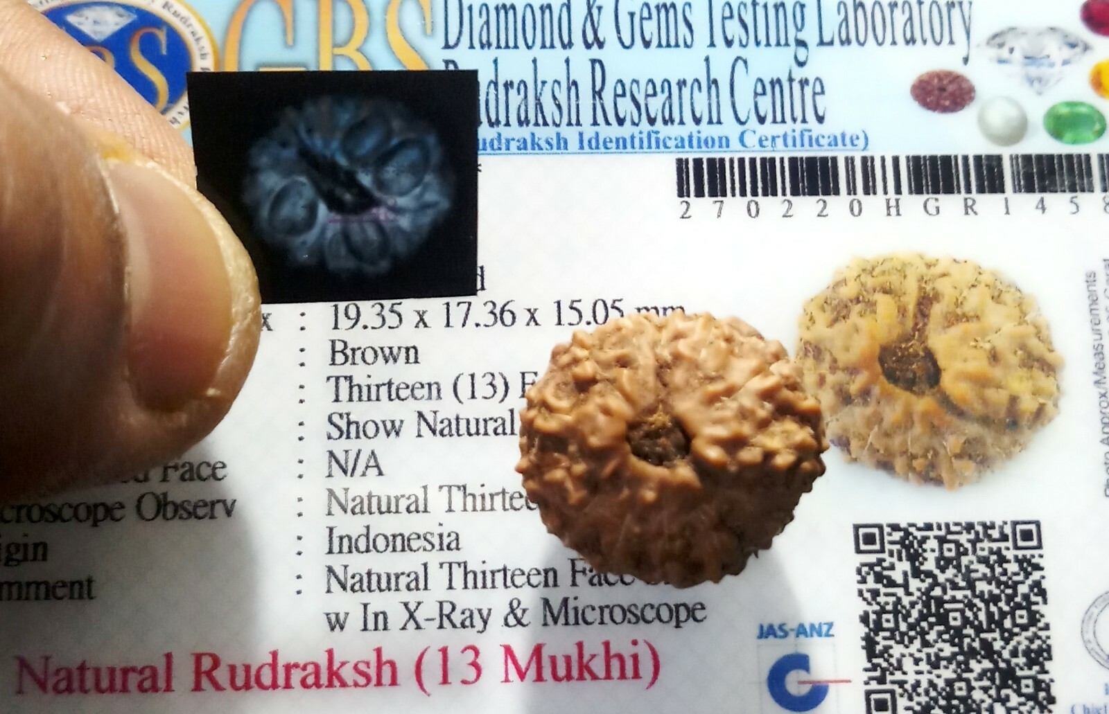 13 Mukhi Rudraksha/ Thirteen Face Rudraksh-Java-19.35 mm I 2.54 gm-Lab Certified