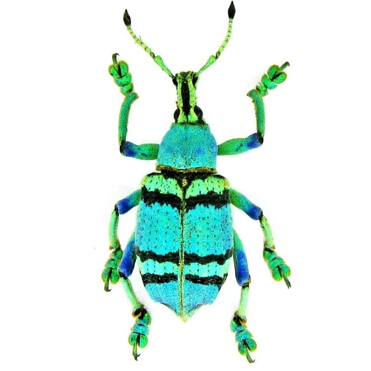 Eupholus schoenherri petiti weevil blue green beetle Indonesia unmounted
