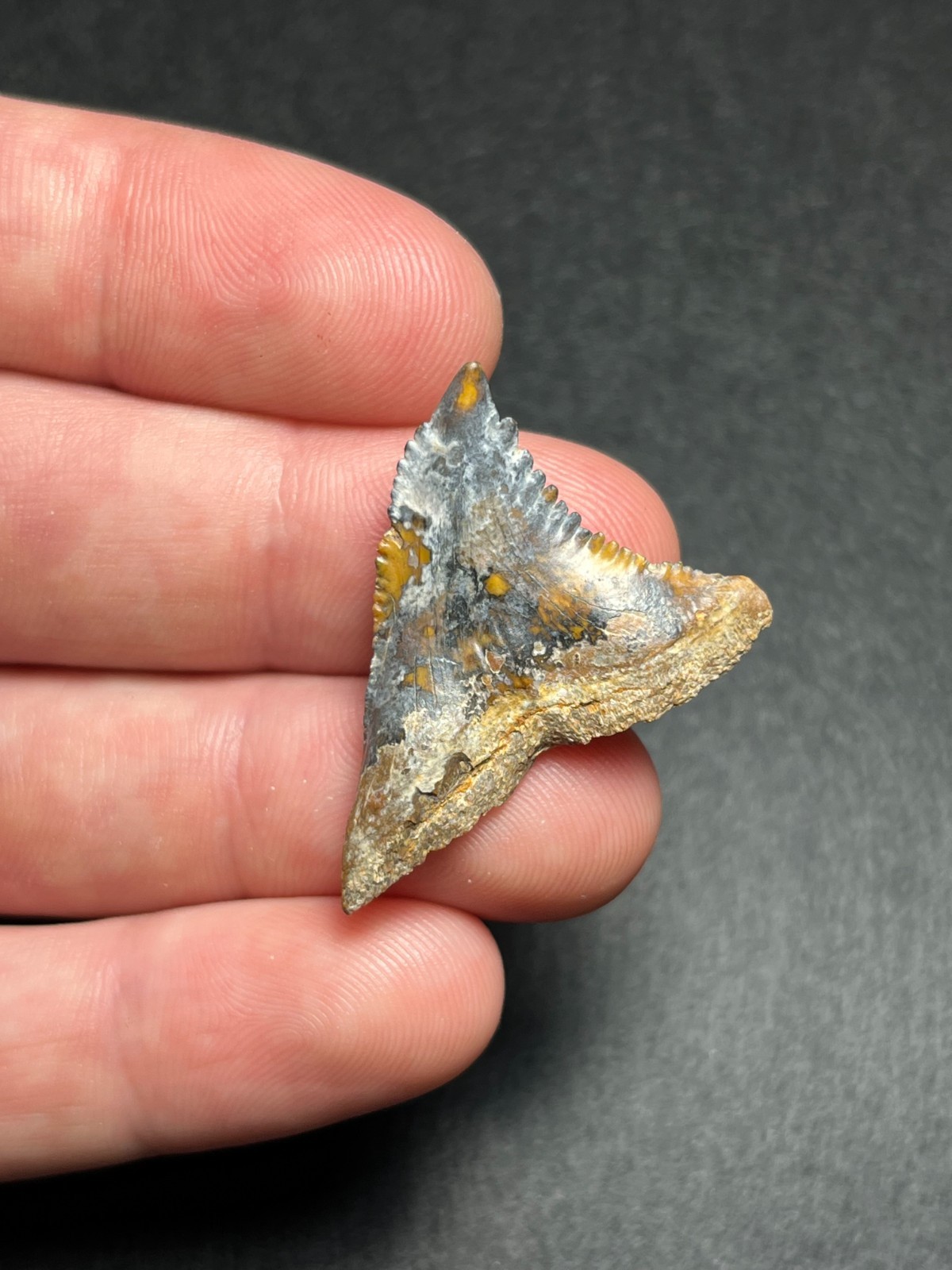 1.39″ Rare Multicolored Lightning Large Sized Hemipristis Fossil Shark Tooth SC
